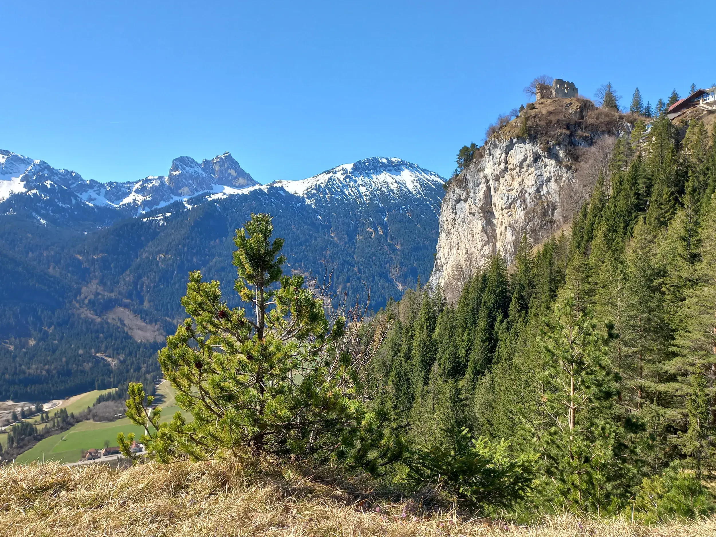 Panoramablick auf die Burgruine Falkenstein und die schneebedeckten Gipfel der Tannheimer Berge im Ostallgäu an einem sonnigen Tag.