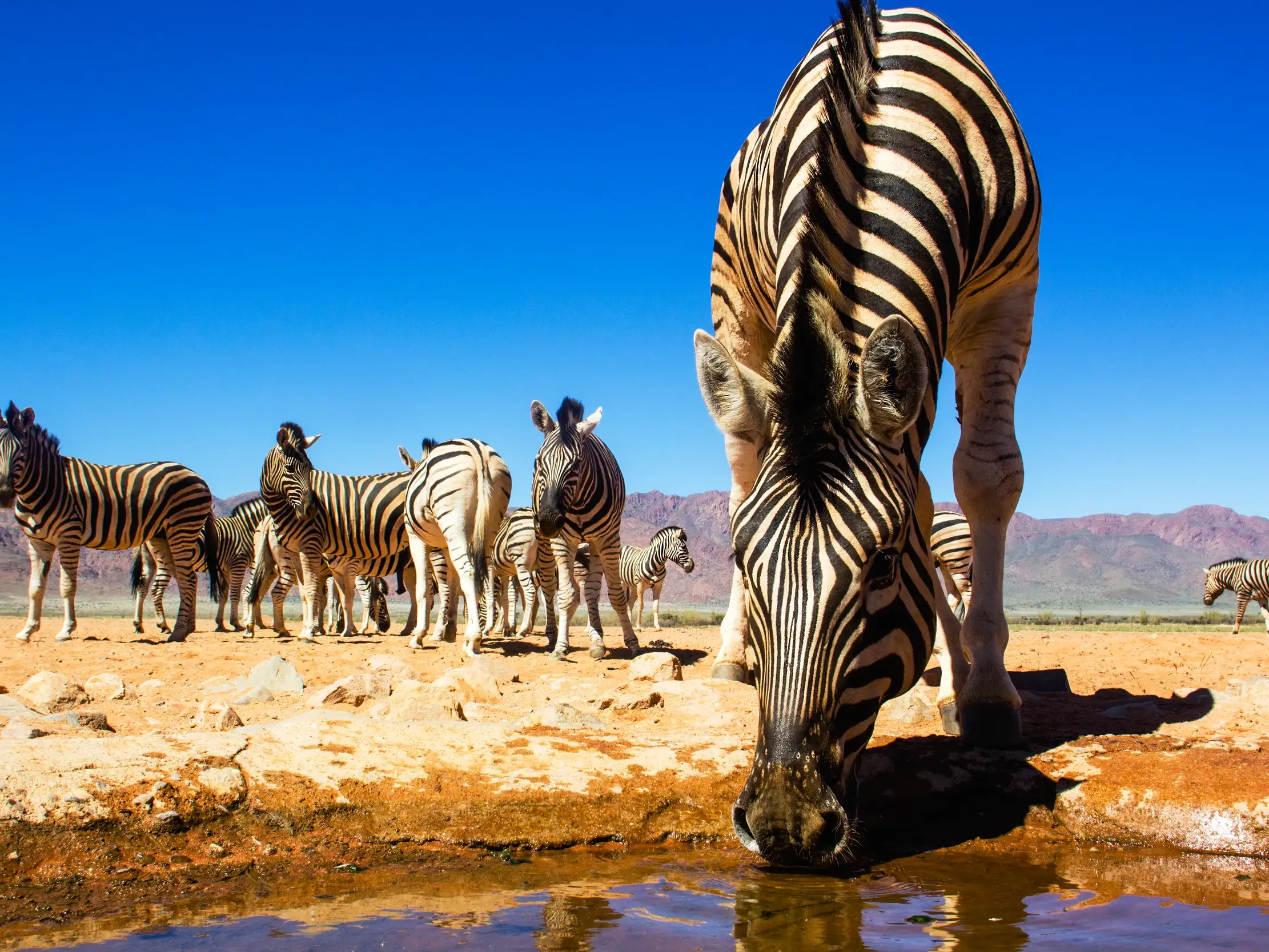 Ein Zebra trinkt an einem Wasserloch im Etoscha-Nationalpark, Namibia, während die Herde in der sonnigen Steppe wartet.