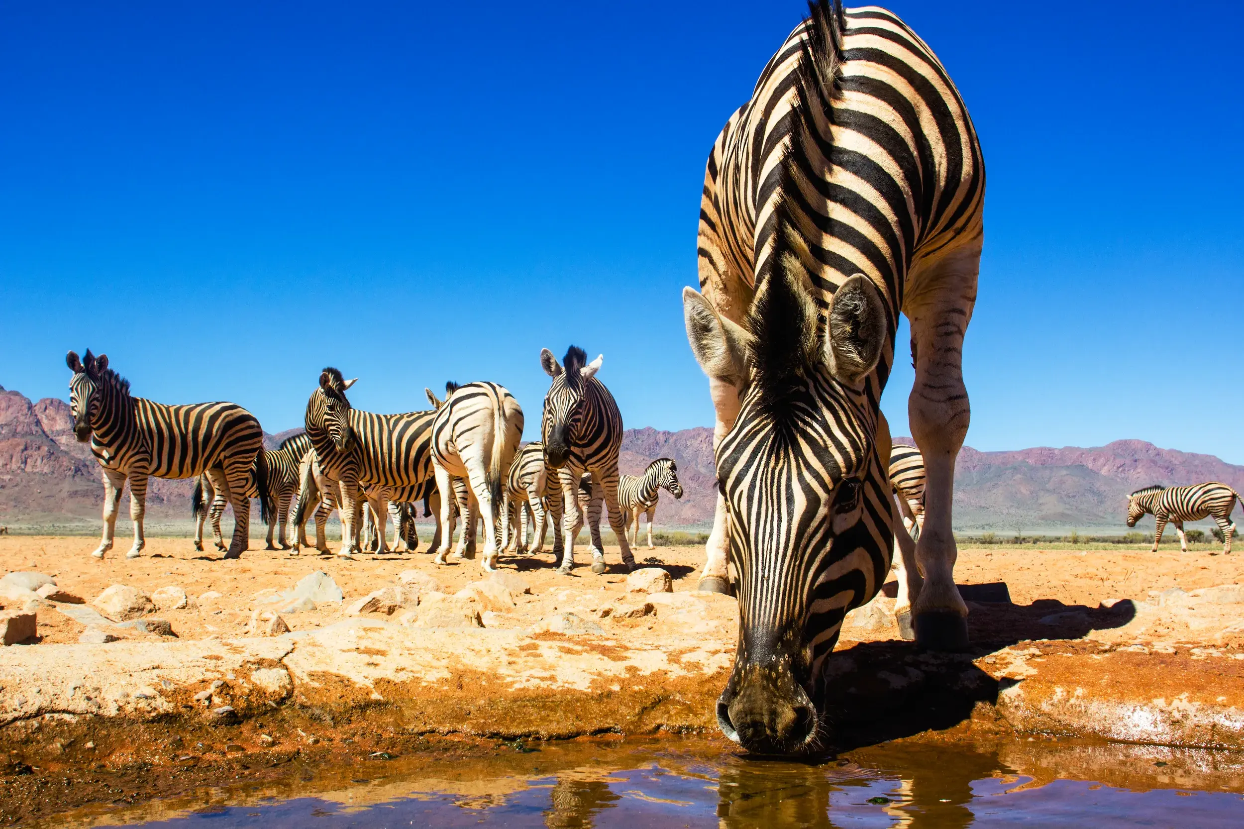 Ein Zebra trinkt an einem Wasserloch im Etoscha-Nationalpark, Namibia, während die Herde in der sonnigen Steppe wartet.