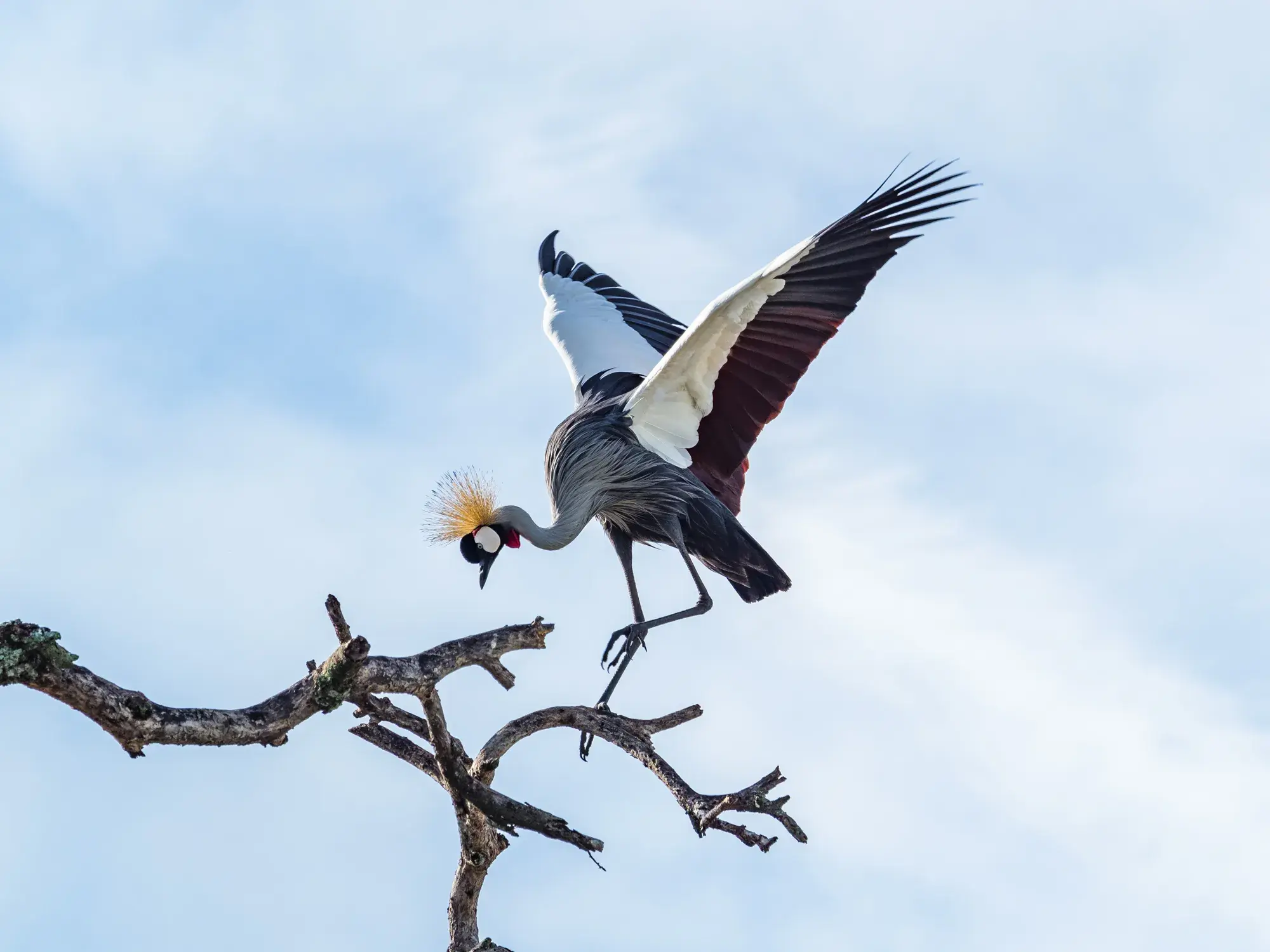 Ein majestätischer Grauhals-Kronenkranich balanciert mit ausgebreiteten Flügeln auf einem Ast in einem Nationalpark in Tansania.