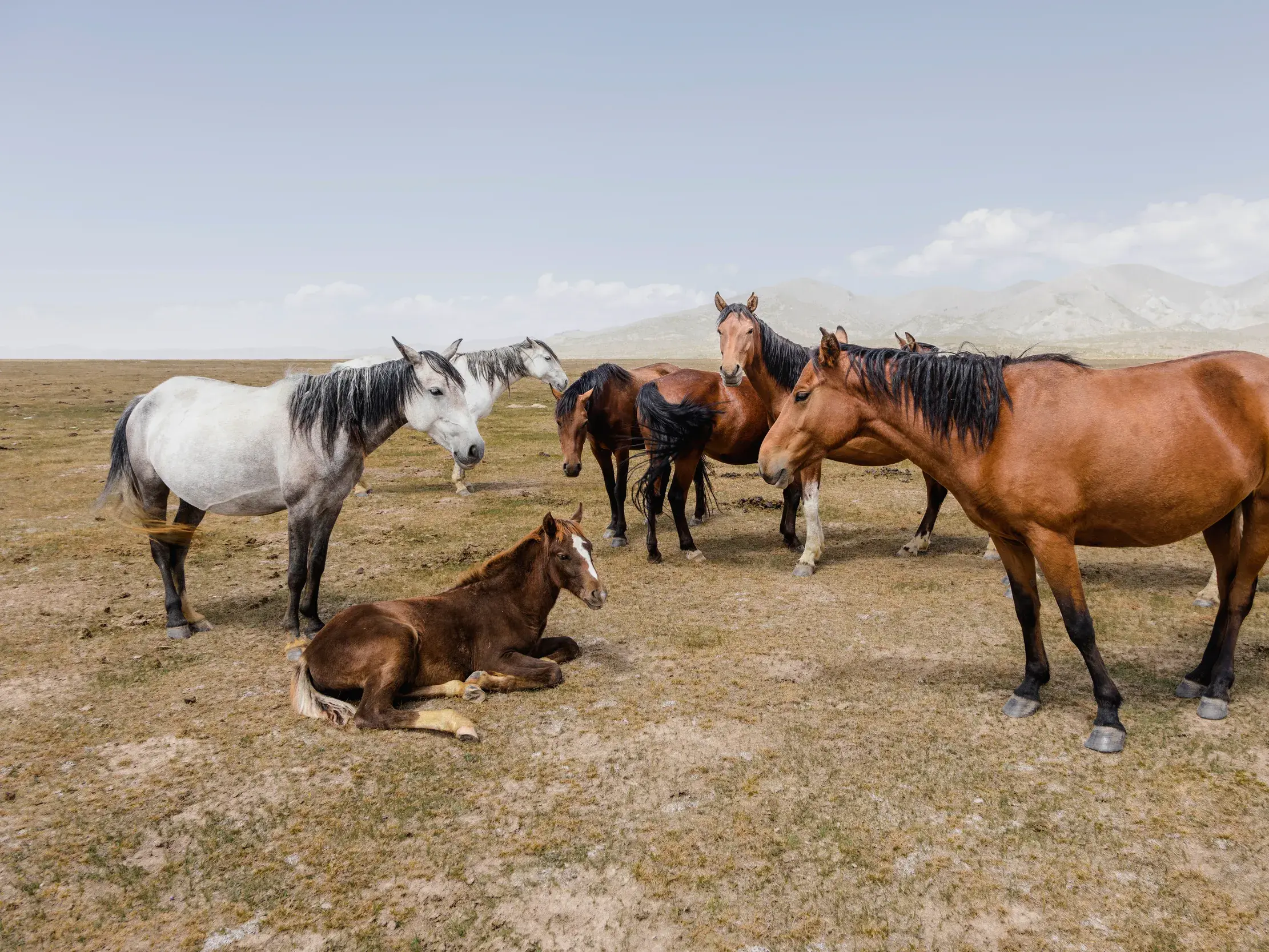 Eine Herde aus braunen und weißen Pferden mit einem liegenden Fohlen in der weiten Steppe am Songköl in Kirgistan.