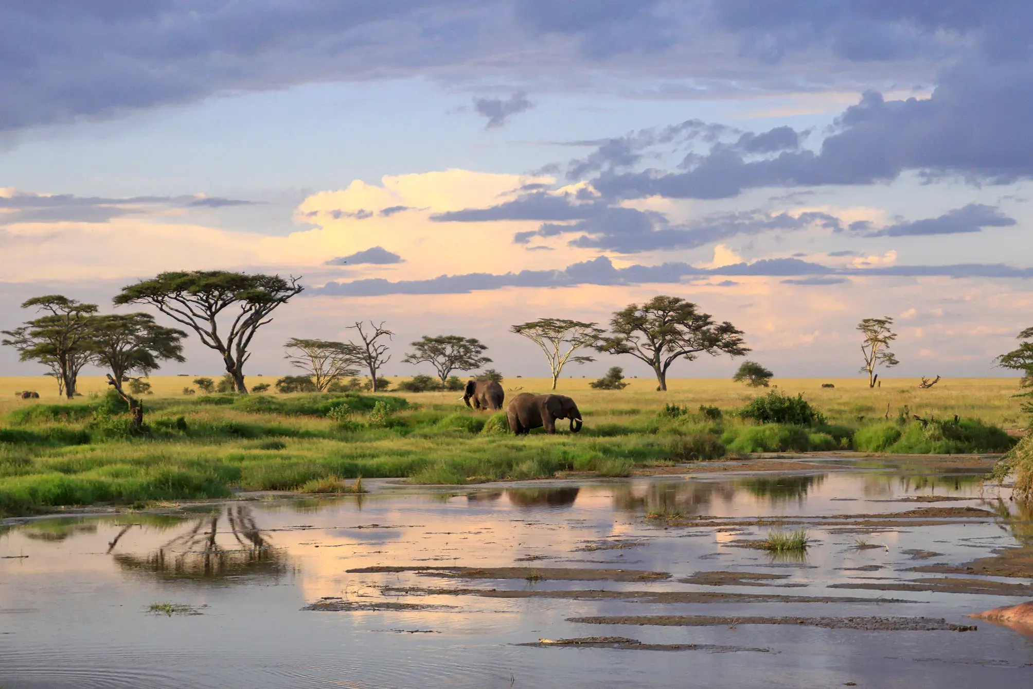 Majestätische Elefanten in der weiten Savanne der Serengeti bei Sonnenuntergang, die Wolken spiegeln sich im Wasserloch.