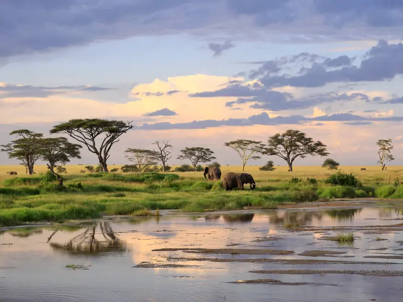 Majestätische Elefanten in der weiten Savanne der Serengeti bei Sonnenuntergang, die Wolken spiegeln sich im Wasserloch.