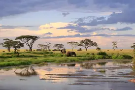 Majestätische Elefanten in der weiten Savanne der Serengeti bei Sonnenuntergang, die Wolken spiegeln sich im Wasserloch.