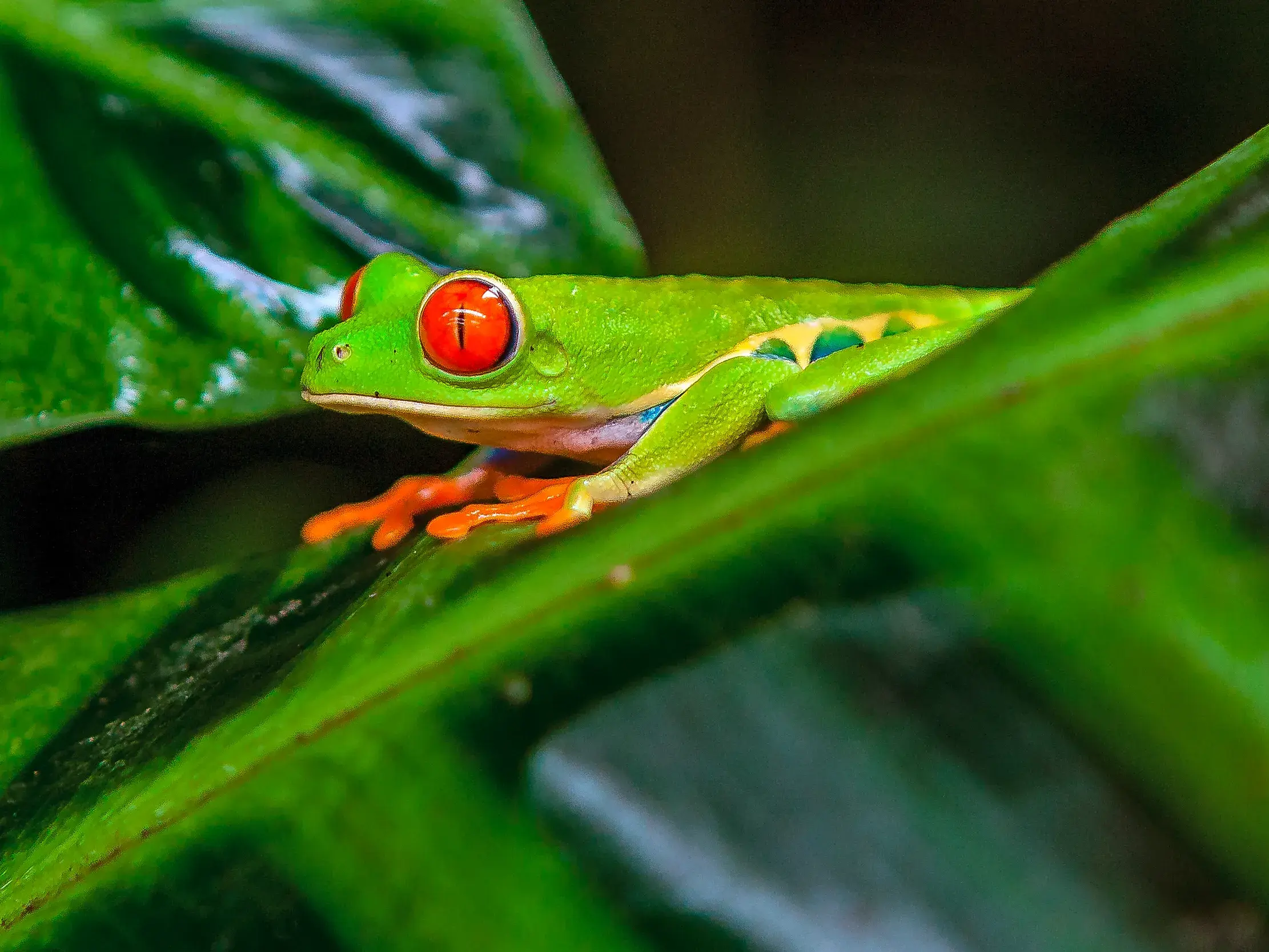 Nahaufnahme eines leuchtend grünen Rotaugenlaubfrosches mit roten Augen im Tortuguero-Nationalpark in Costa Rica.