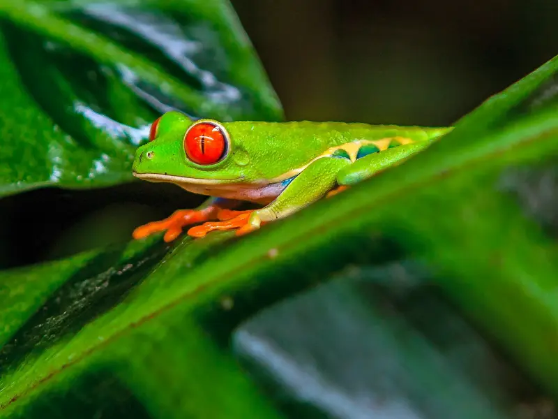 Nahaufnahme eines leuchtend grünen Rotaugenlaubfrosches mit roten Augen im Tortuguero-Nationalpark in Costa Rica.