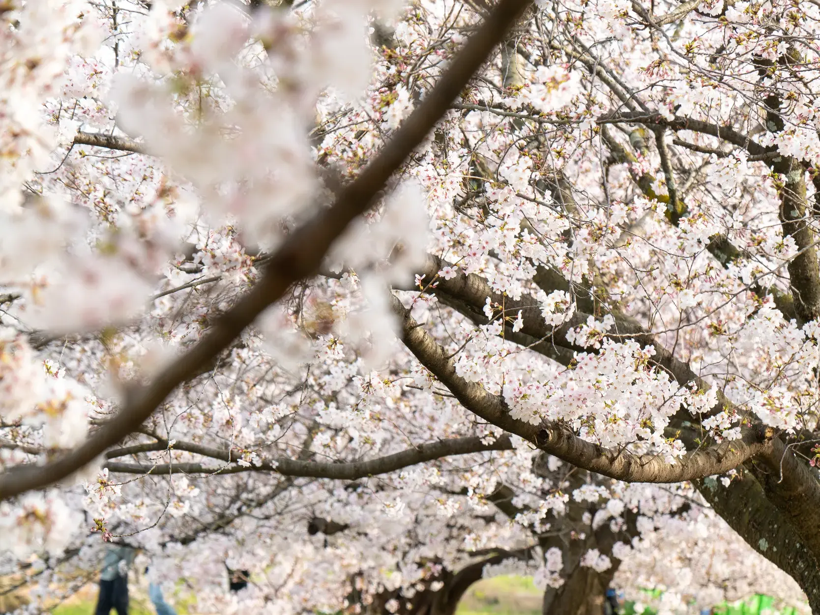 Dicht besetzte Äste eines Kirschbaums, ein Highlight der Studienreise durch Japan zur Kirschblütenzeit.