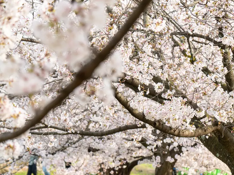 Dicht besetzte Äste eines Kirschbaums, ein Highlight der Studienreise durch Japan zur Kirschblütenzeit.