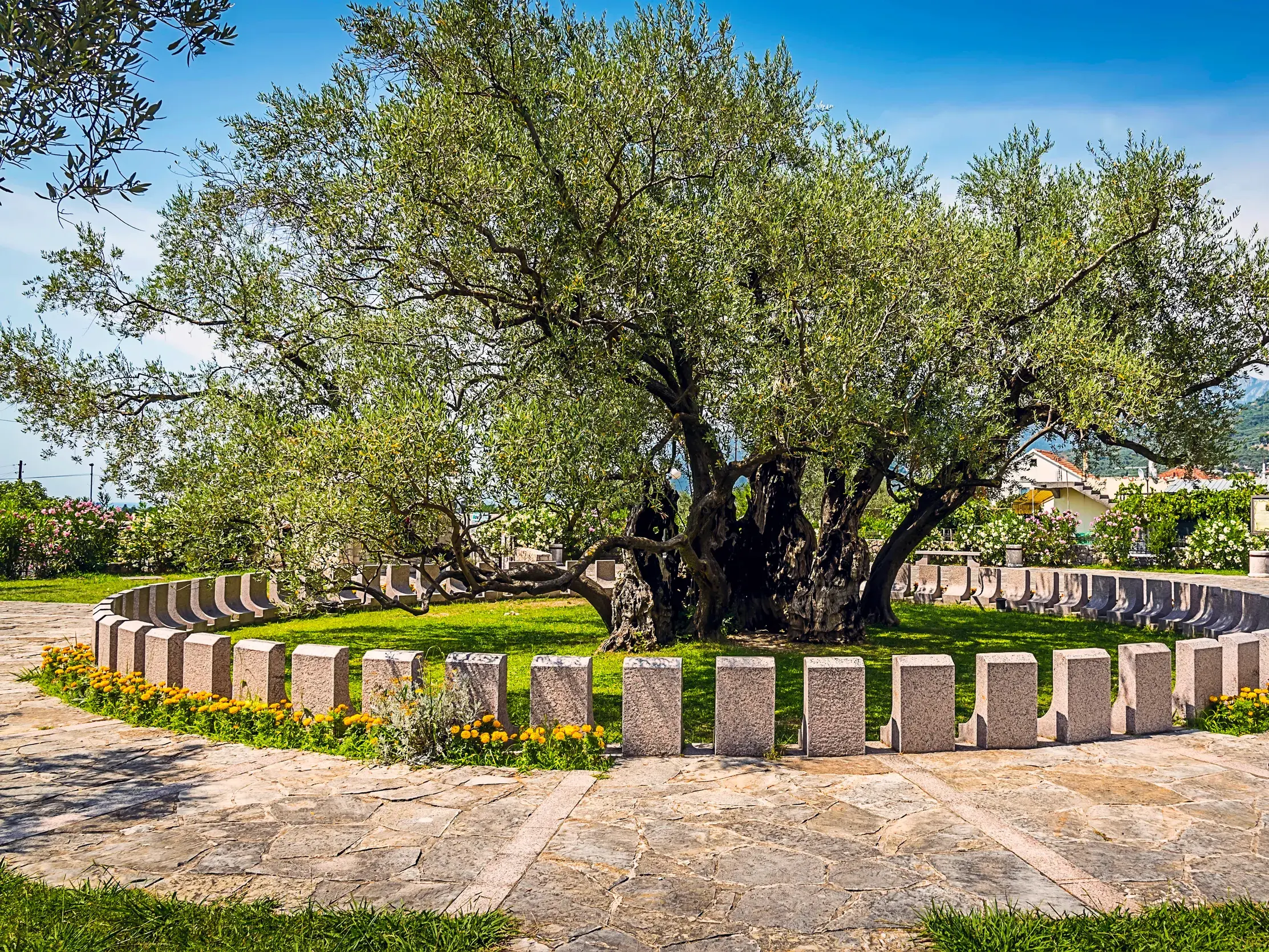 Uralter Olivenbaum in Stari Bar, ein Naturdenkmal Montenegros, umgeben von einem Steinkreis auf einer Wiese.