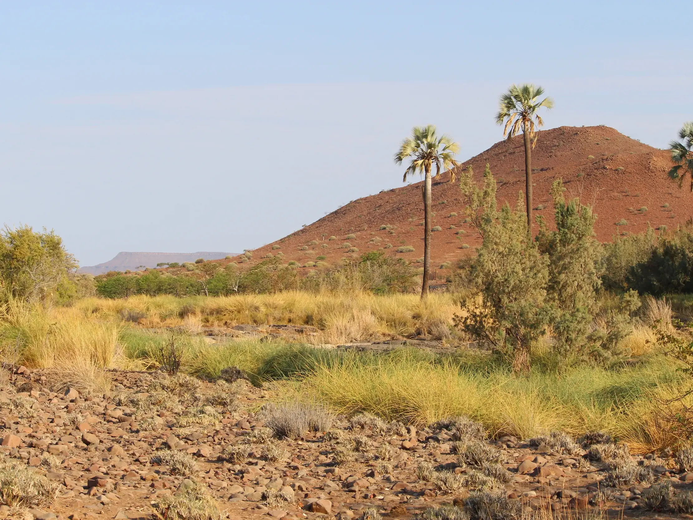 Karge Wüstenlandschaft im Damaraland mit Palmen und Gräsern in einem steinigen, ausgetrockneten Flussbett in Namibia.