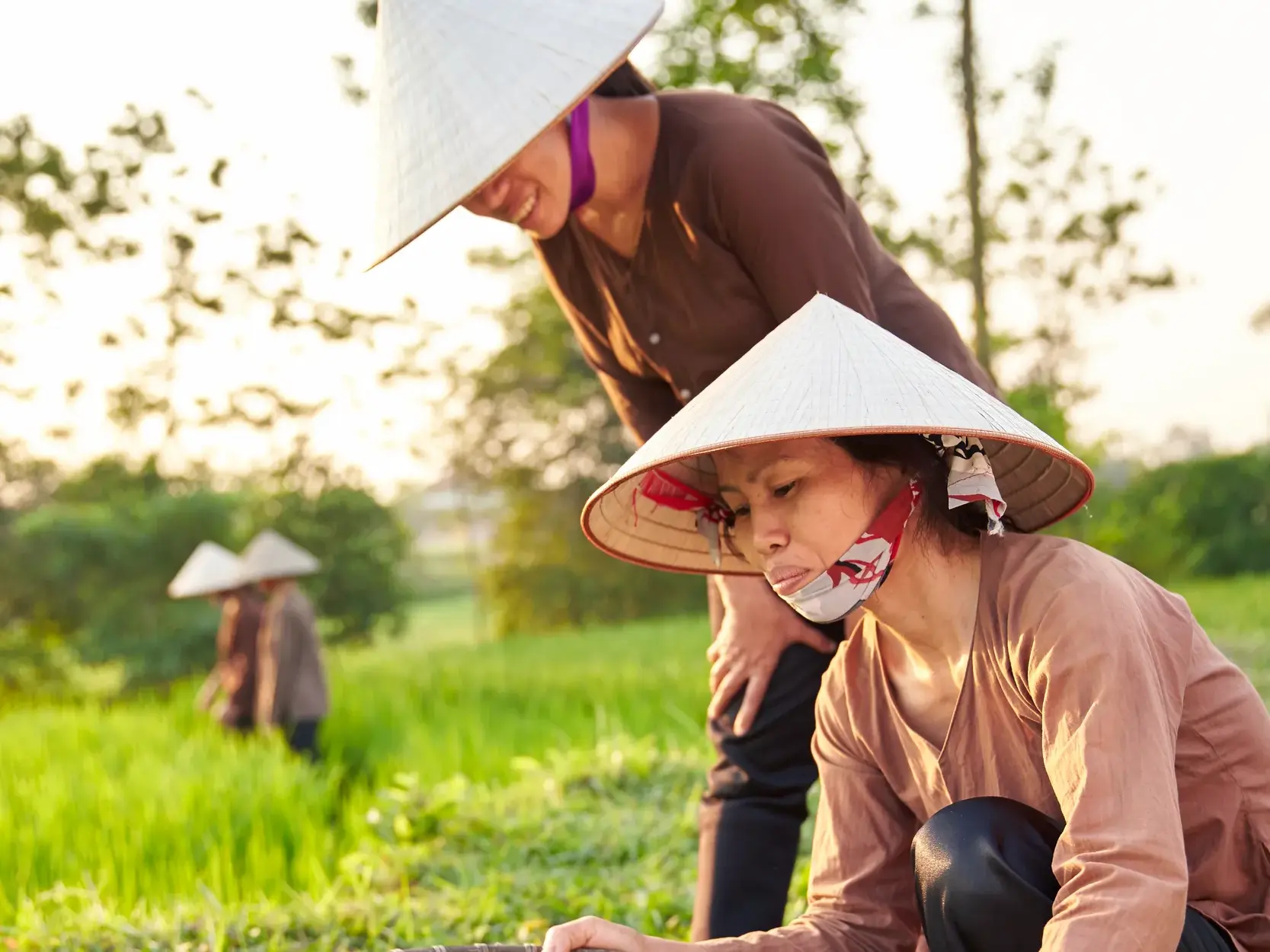 Zwei vietnamesische Bäuerinnen mit Kegelhüten arbeiten bei der Reisernte im grünen Reisfeld im Gemüsedorf Tra Que.
