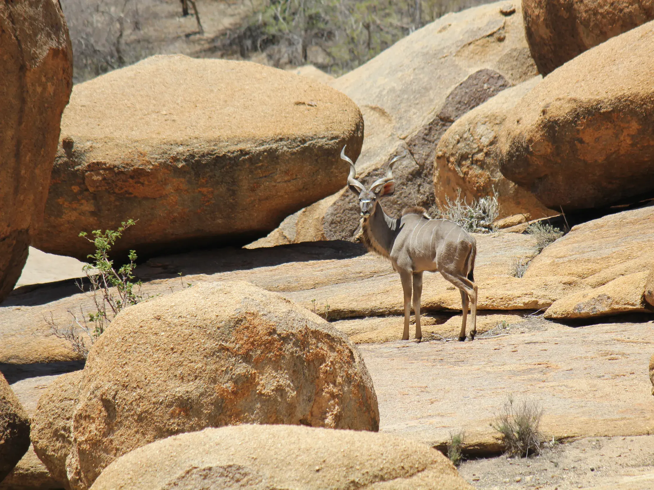 Ein Kudu-Bock steht wachsam zwischen den markanten Granitfelsen während einer Wanderreise im Erongo-Gebirge in Namibia.