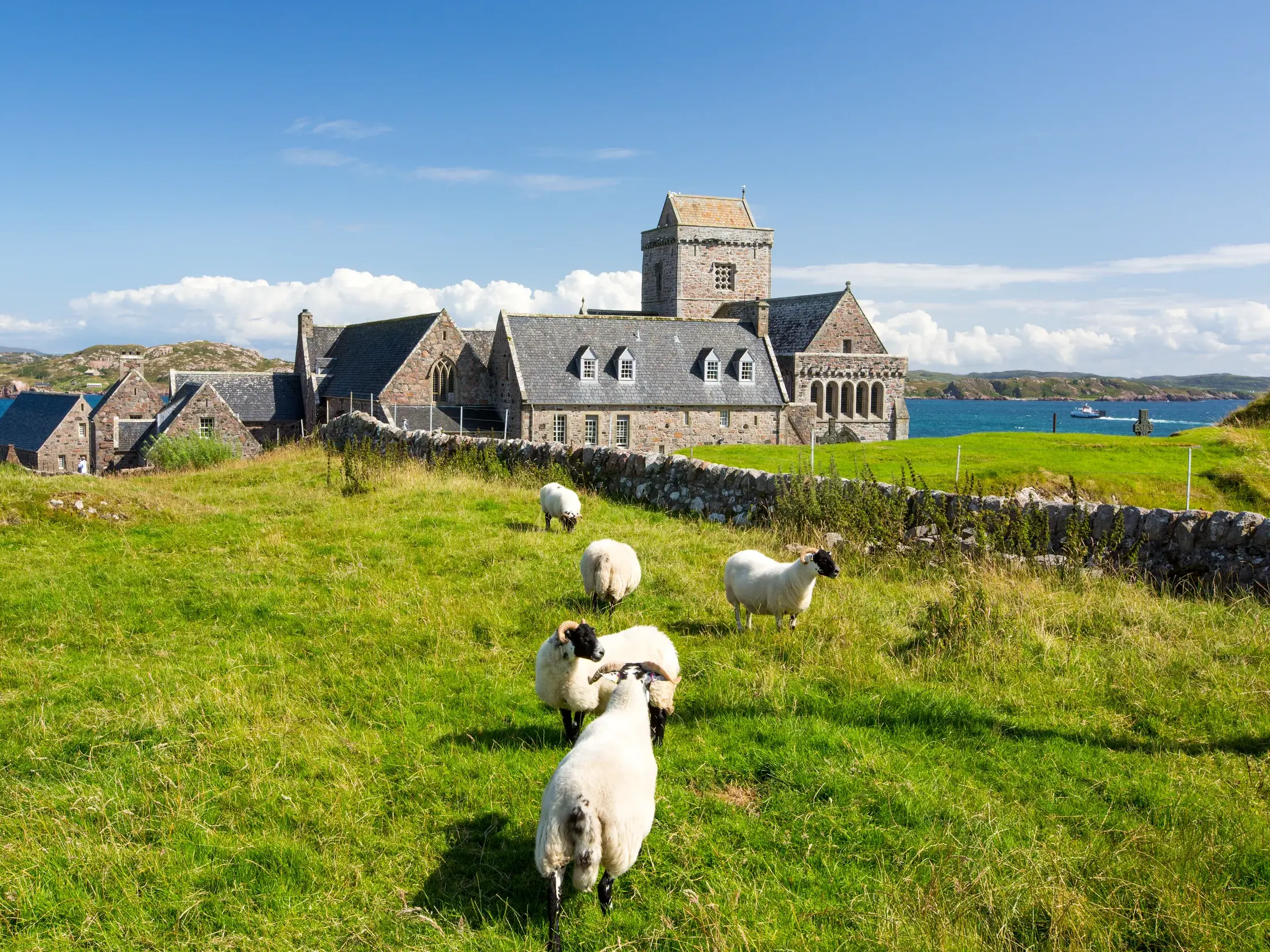 Eine Schafherde grast auf einer grünen Wiese vor dem historischen Kloster auf der Hebriden-Insel Iona bei Sonnenschein.
