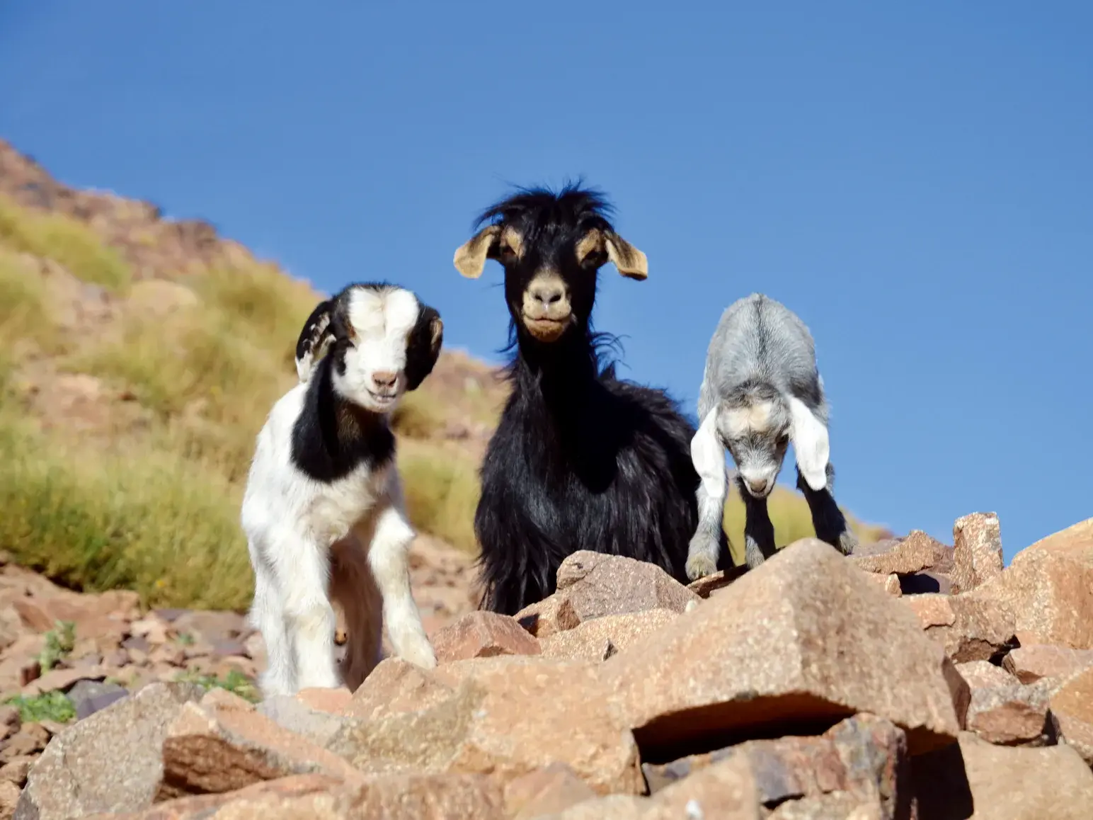 Eine schwarze Ziege und zwei junge Zicklein auf einer Felsformation im Hohen Atlas während eines Trekkings durch Marokko.