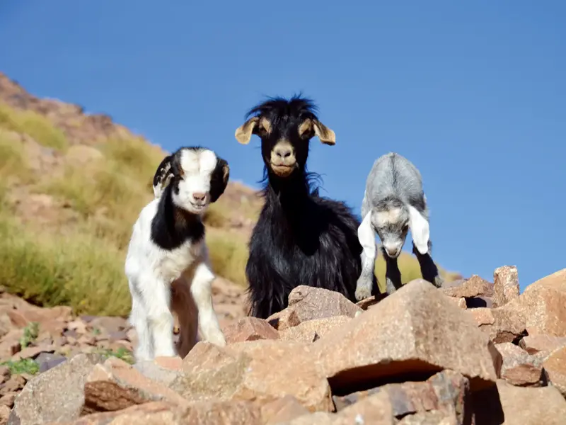 Eine schwarze Ziege und zwei junge Zicklein auf einer Felsformation im Hohen Atlas während eines Trekkings durch Marokko.
