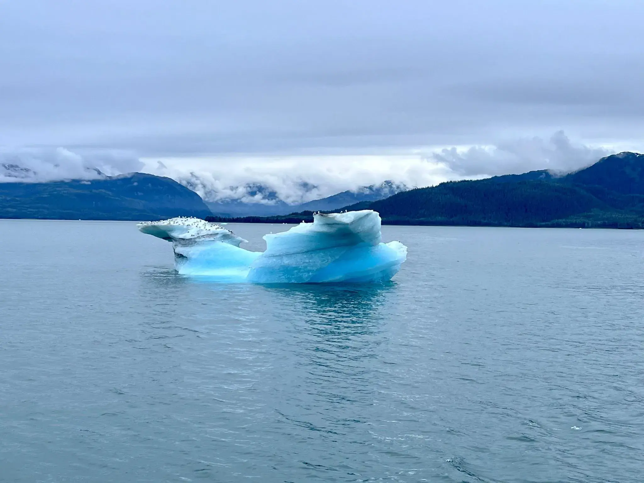 Ein leuchtend blauer Eisberg, besetzt mit Seevögeln, treibt im Kenai Fjord in Alaska vor nebligen Küstenbergen.