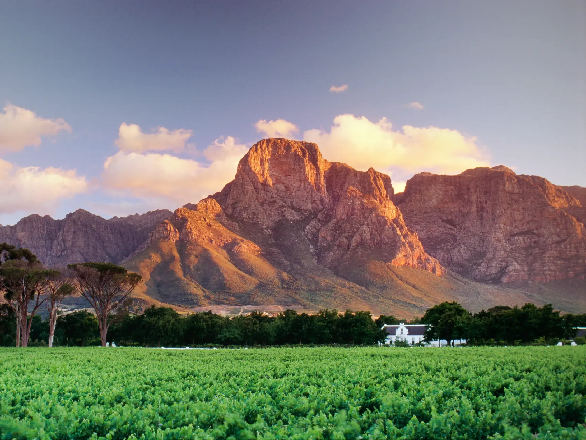 Grüner Weinberg in den südafrikanischen Winelands bei Paarl. Die Abendsonne beleuchtet eine markante, felsige Bergkette.