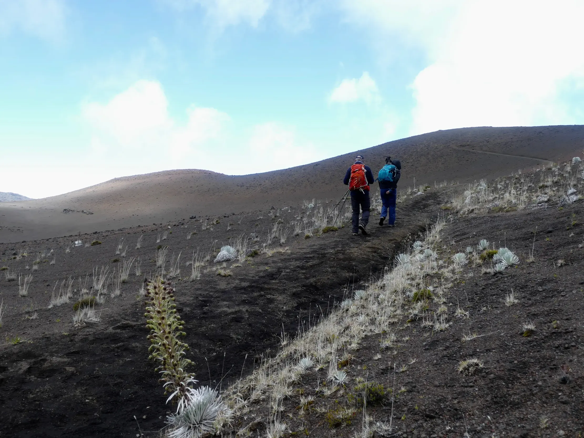 Zwei Wanderer auf einem Pfad durch die Vulkanlandschaft des Haleakala-Kraters auf Maui mit einer Silberschwert-Pflanze.