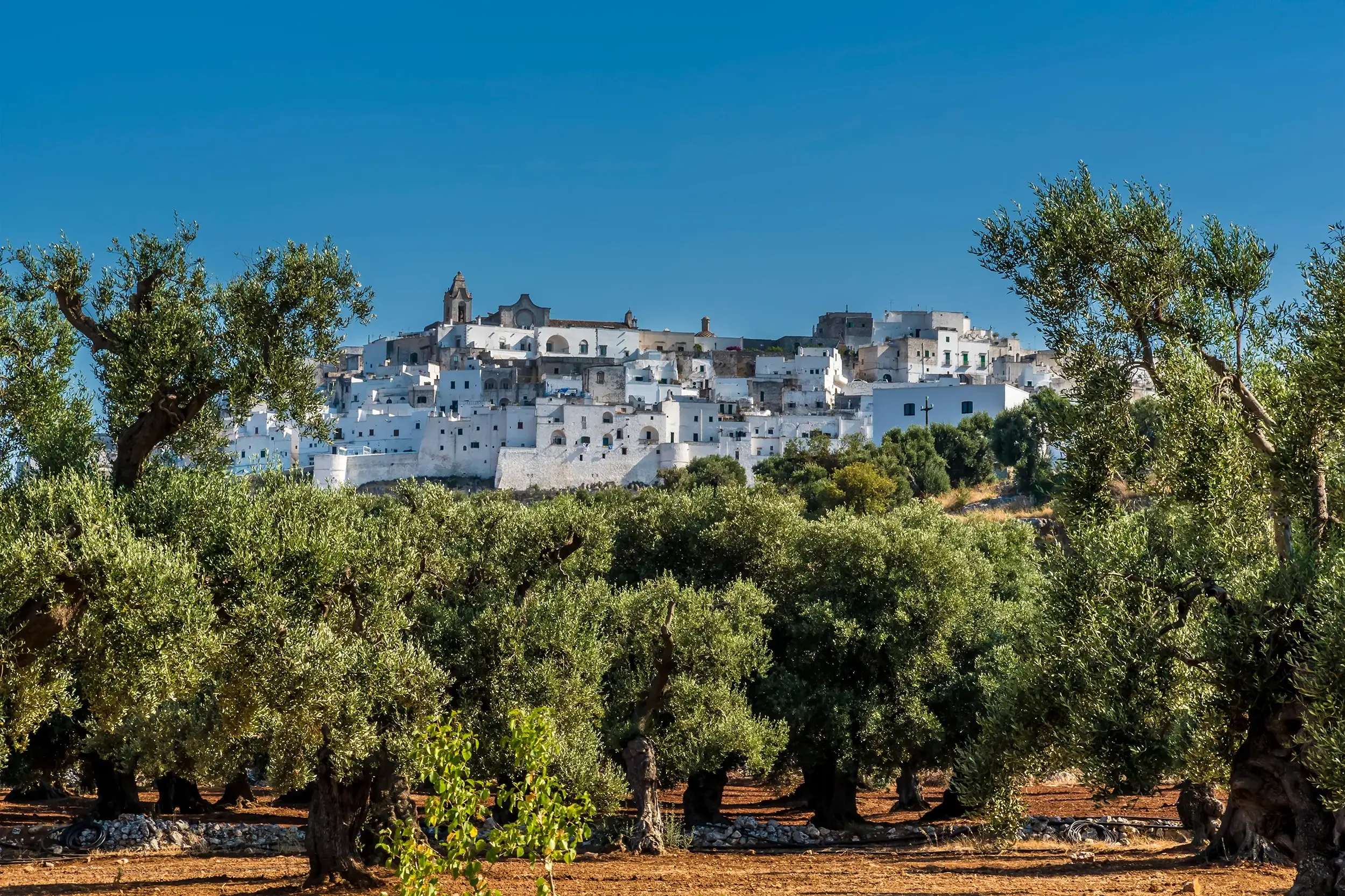 Blick durch einen Olivenhain auf die weiße Stadt Ostuni, die auf einem Hügel in Apulien unter blauem Himmel thront.