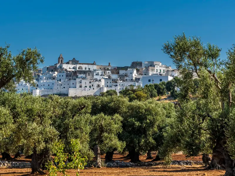 Blick durch einen Olivenhain auf die weiße Stadt Ostuni, die auf einem Hügel in Apulien unter blauem Himmel thront.
