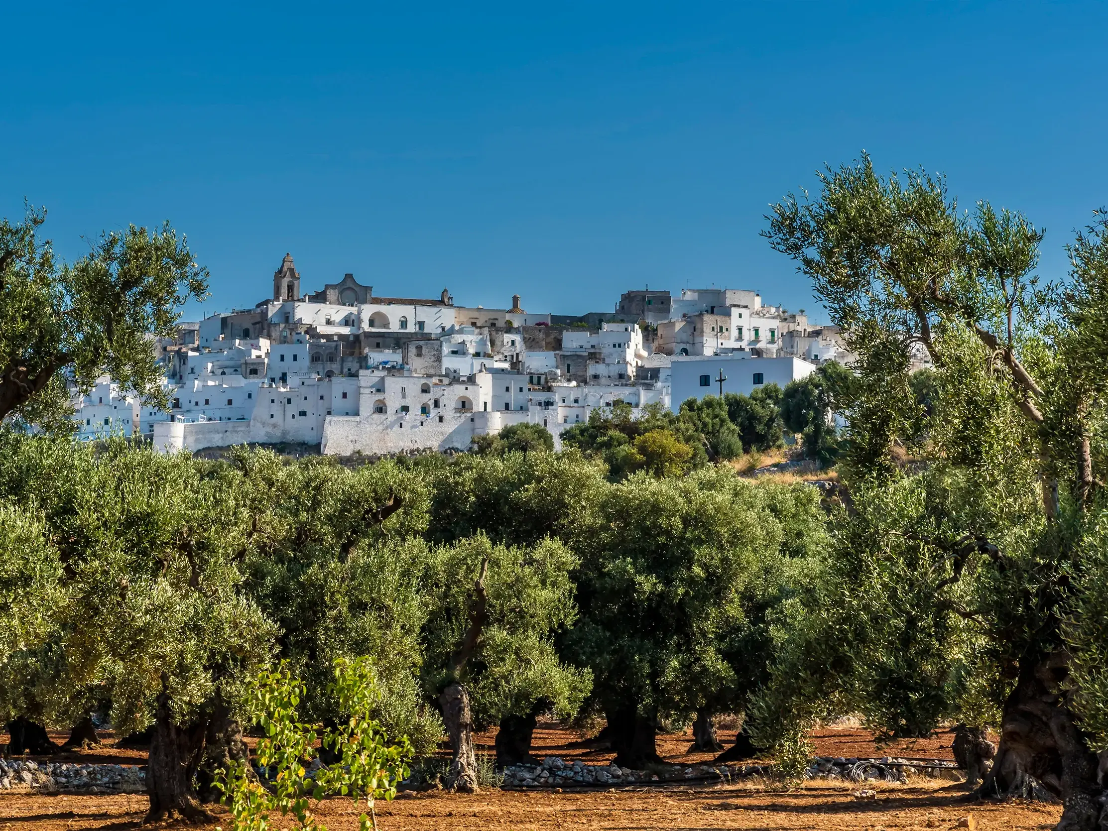Blick durch die grünen Kronen uralter Olivenbäume auf die weiße Stadt Ostuni, die an einem sonnigen Tag auf einem Hügel thront.