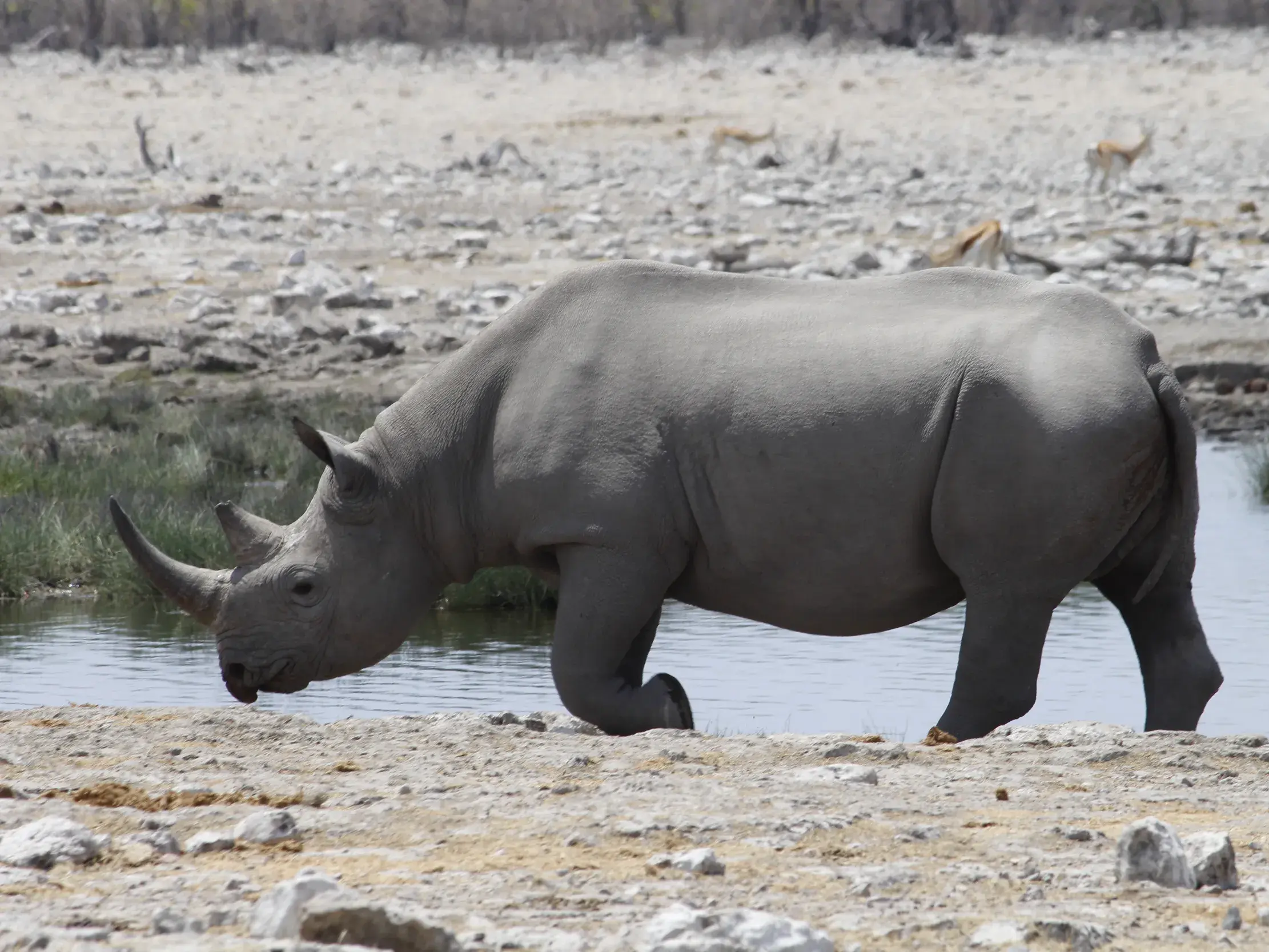 Ein großes Spitzmaulnashorn läuft am Ufer eines Wasserlochs in der trockenen Savanne des Etosha Nationalparks in Namibia.