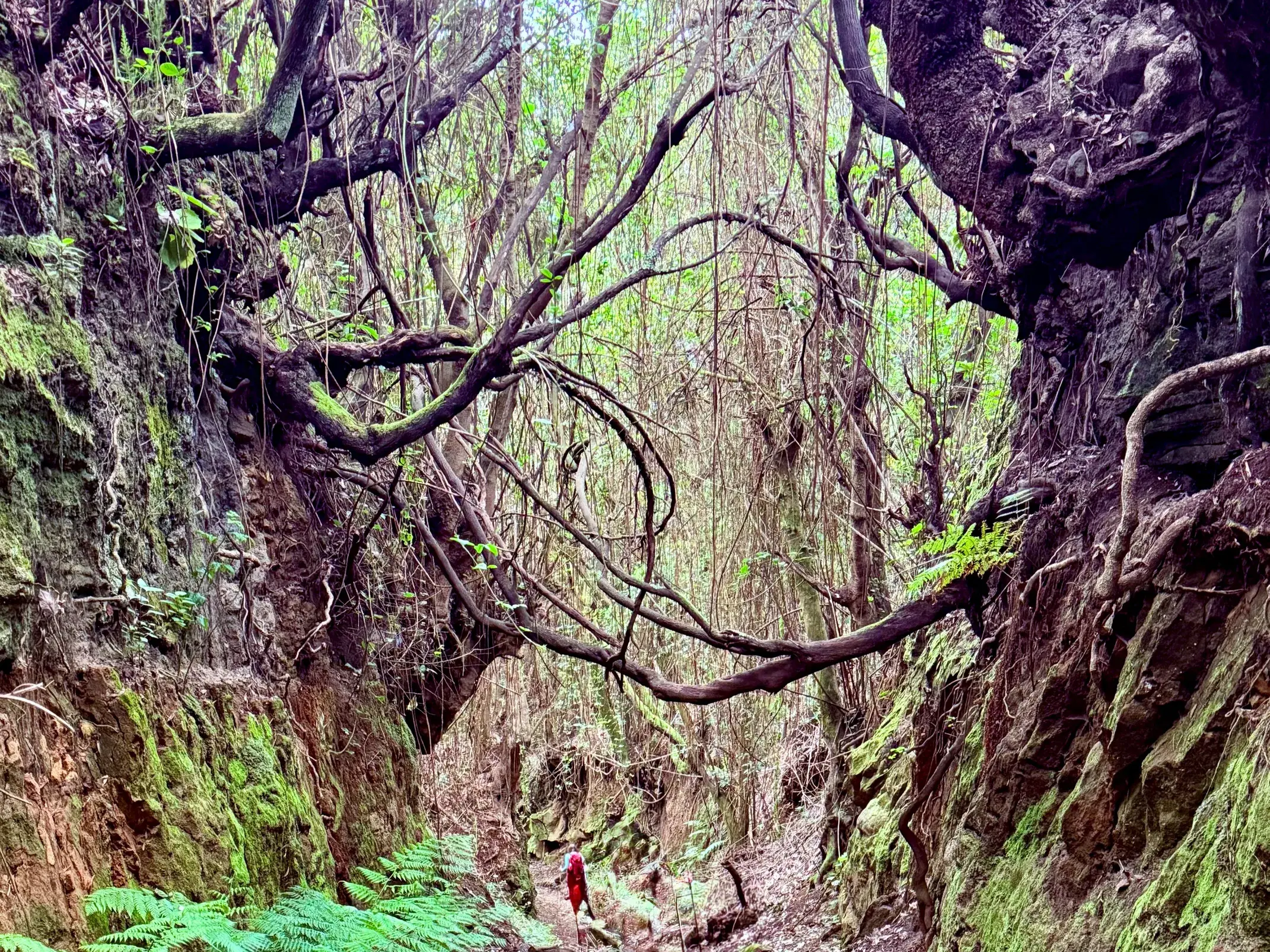 Wanderer in roter Jacke auf einem Pfad durch eine moosbewachsene Schlucht mit verwinkelten Ästen im Lorbeerwald von La Palma.