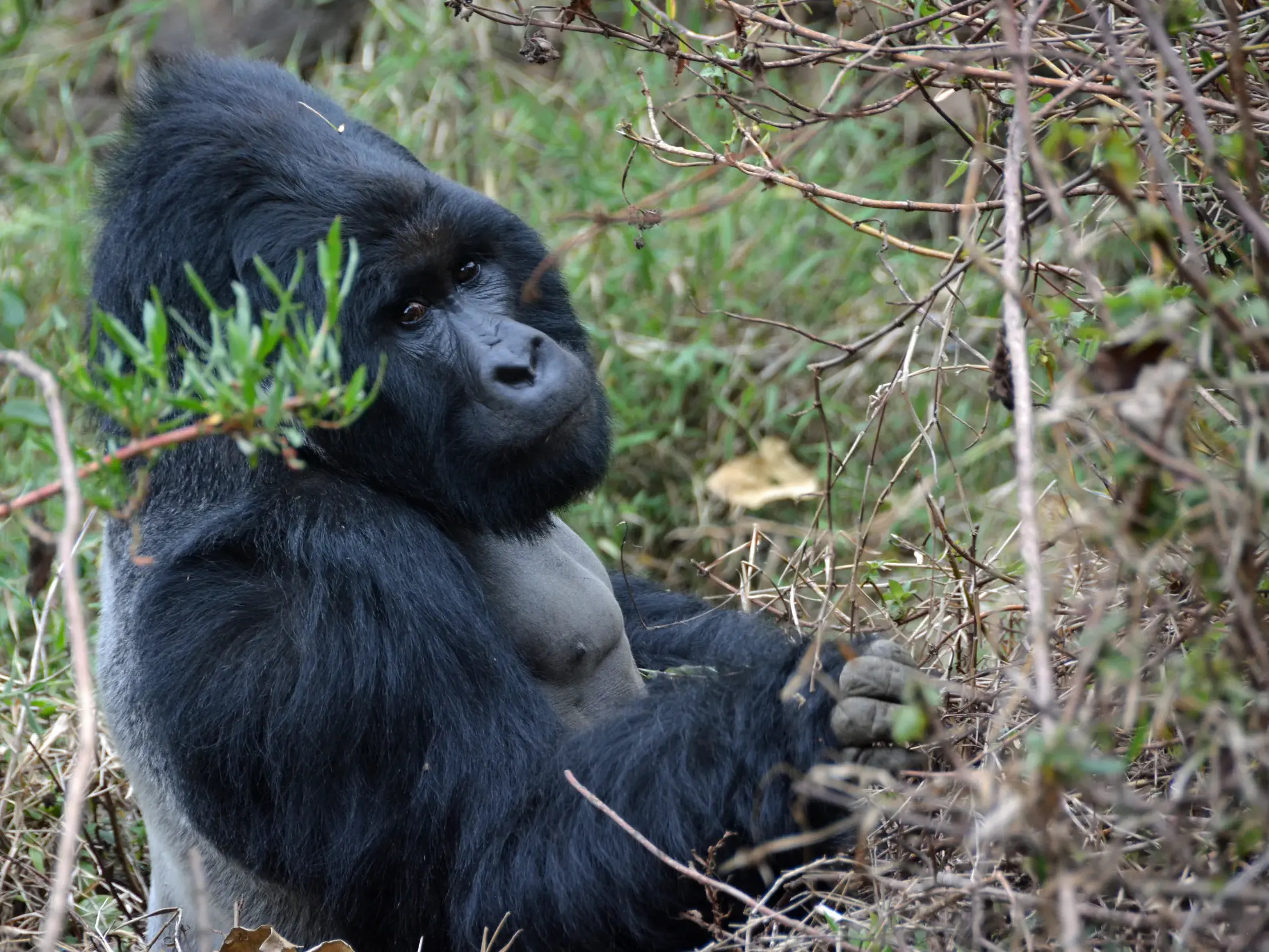 Ein großer Silberrücken-Berggorilla sitzt in seinem natürlichen Lebensraum im dichten Unterholz des Bwindi Nationalparks.