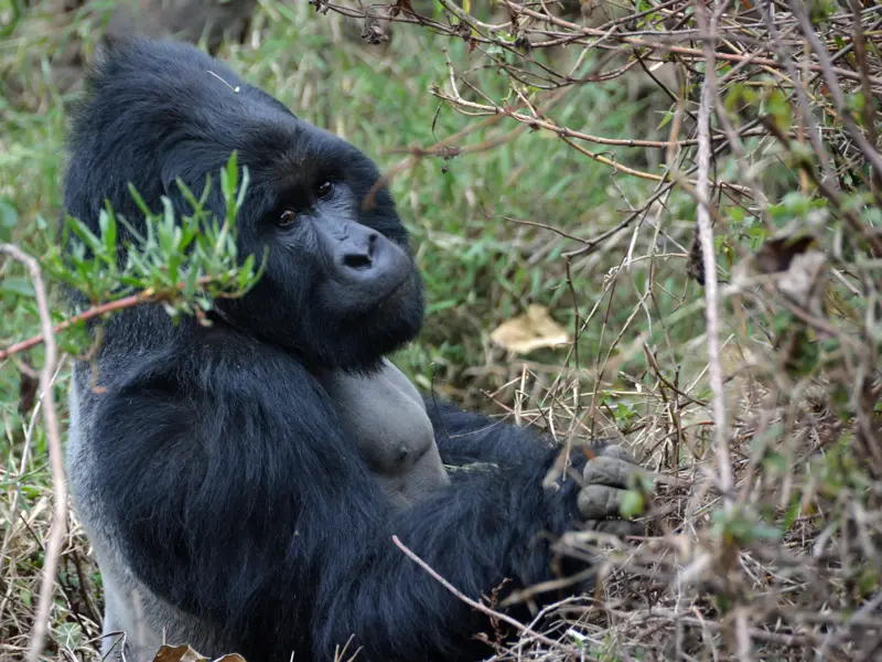 Ein großer Silberrücken-Berggorilla sitzt in seinem natürlichen Lebensraum im dichten Unterholz des Bwindi Nationalparks.
