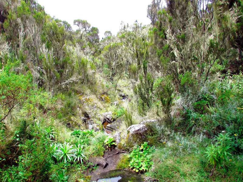 Dichter, grüner Regenwald mit Flechten an den Bäumen beim Trekking auf der Marangu-Route am Kilimanjaro in Tansania.