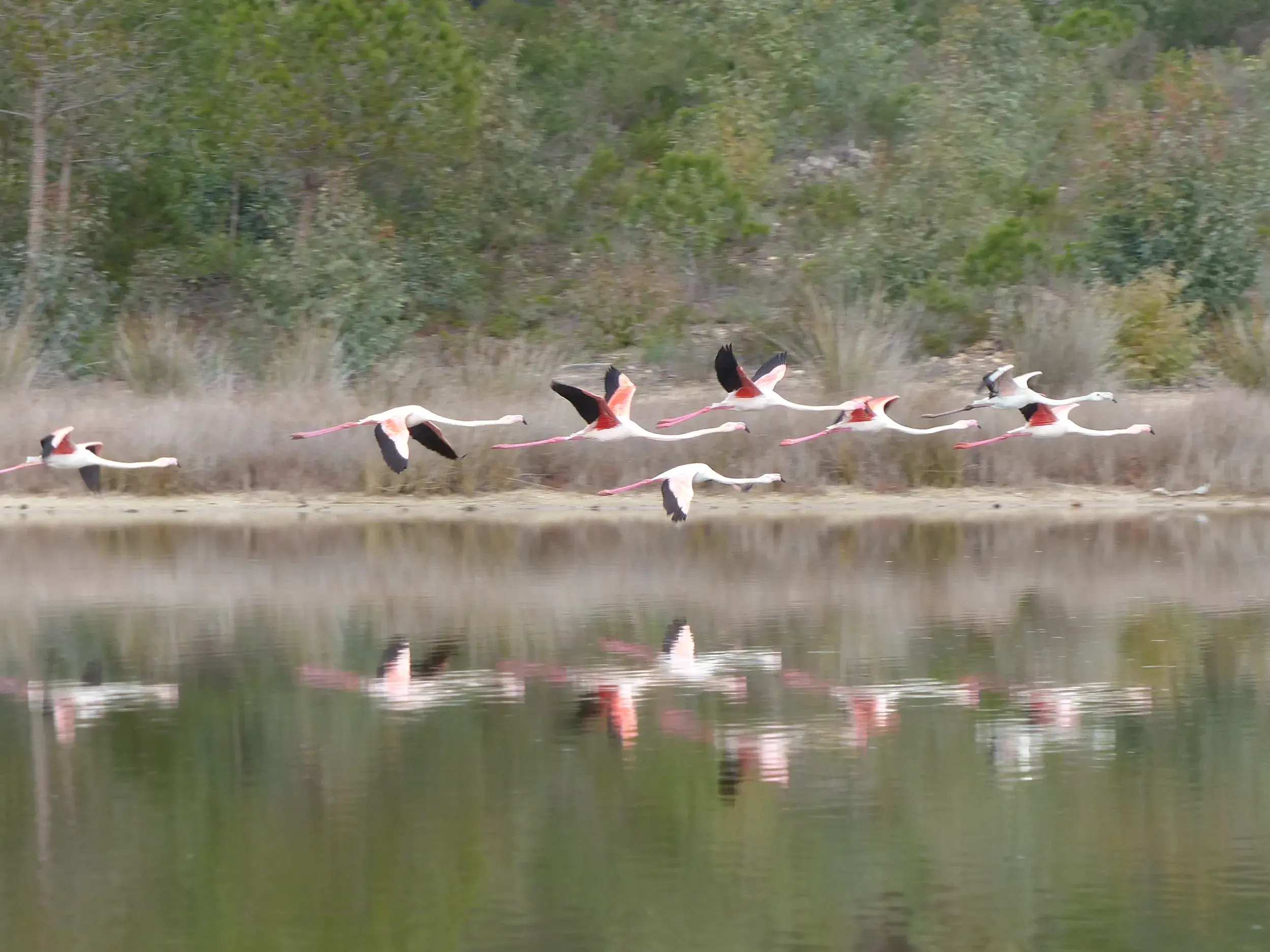 Ein Schwarm rosa Flamingos fliegt tief über eine Lagune im Naturpark Biderosa auf Sardinien, ihre Spiegelbilder reflektieren sich im Wasser.