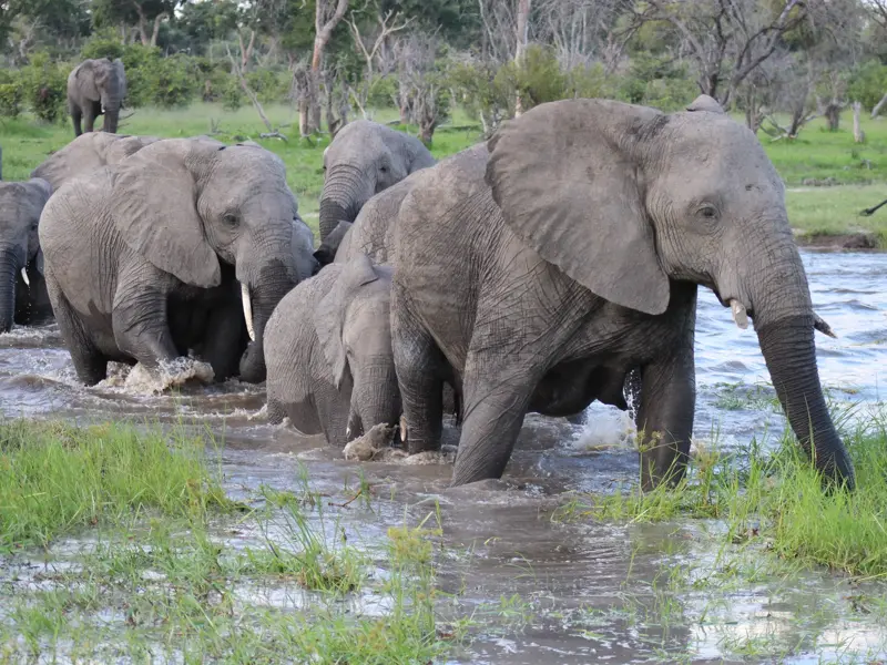 Große Elefantenherde mit Jungtieren auf Pirschfahrt bei der Durchquerung eines Flusses im Chobe Nationalpark, Botswana.