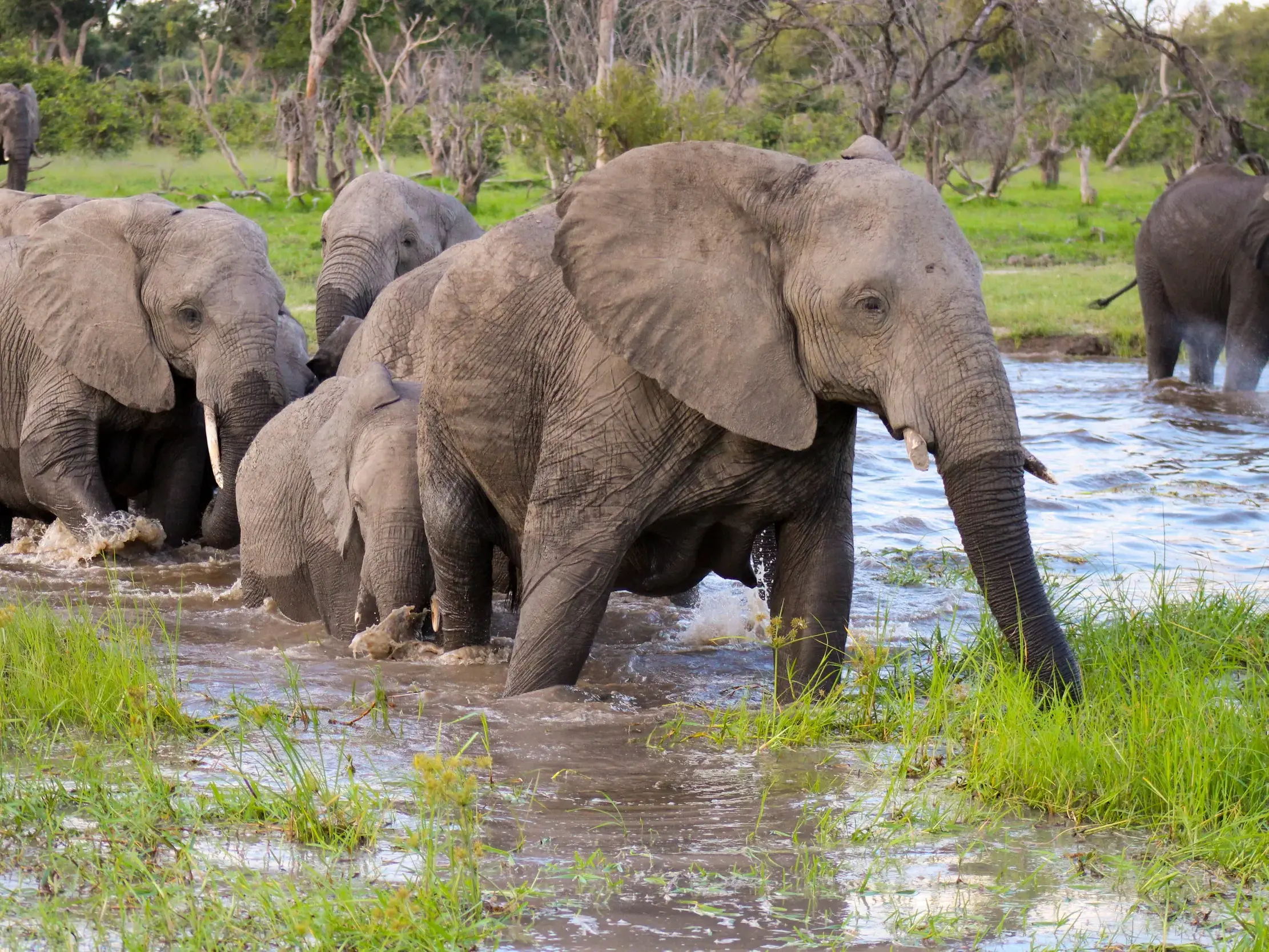 Große Herde afrikanischer Elefanten, darunter ein Jungtier, durchquert auf einer Safari den wasserreichen Chobe-Fluss.