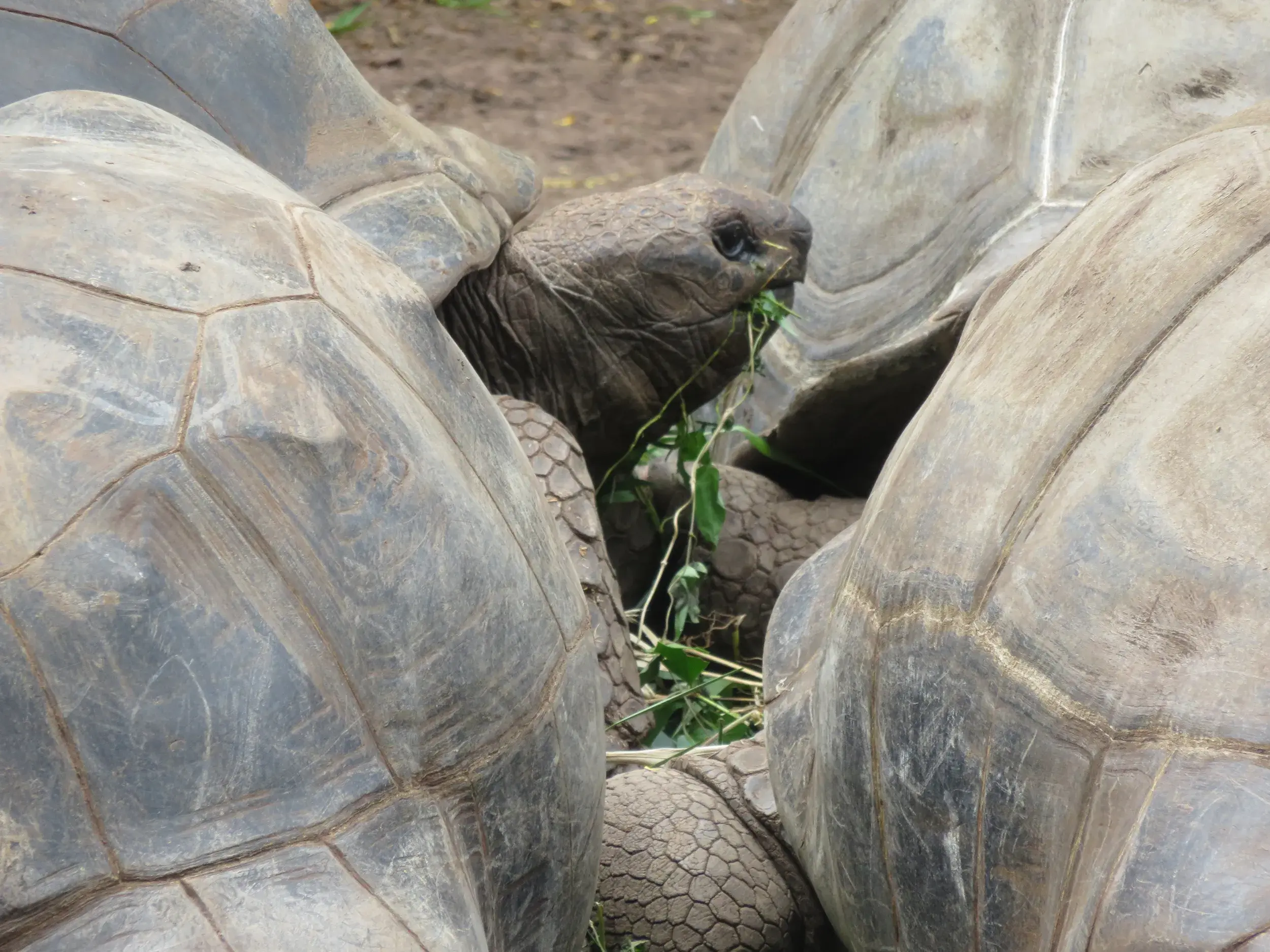Nahaufnahme einer Aldabra-Riesenschildkröte beim Fressen im François-Leguat-Reservat auf der Insel Rodrigues.