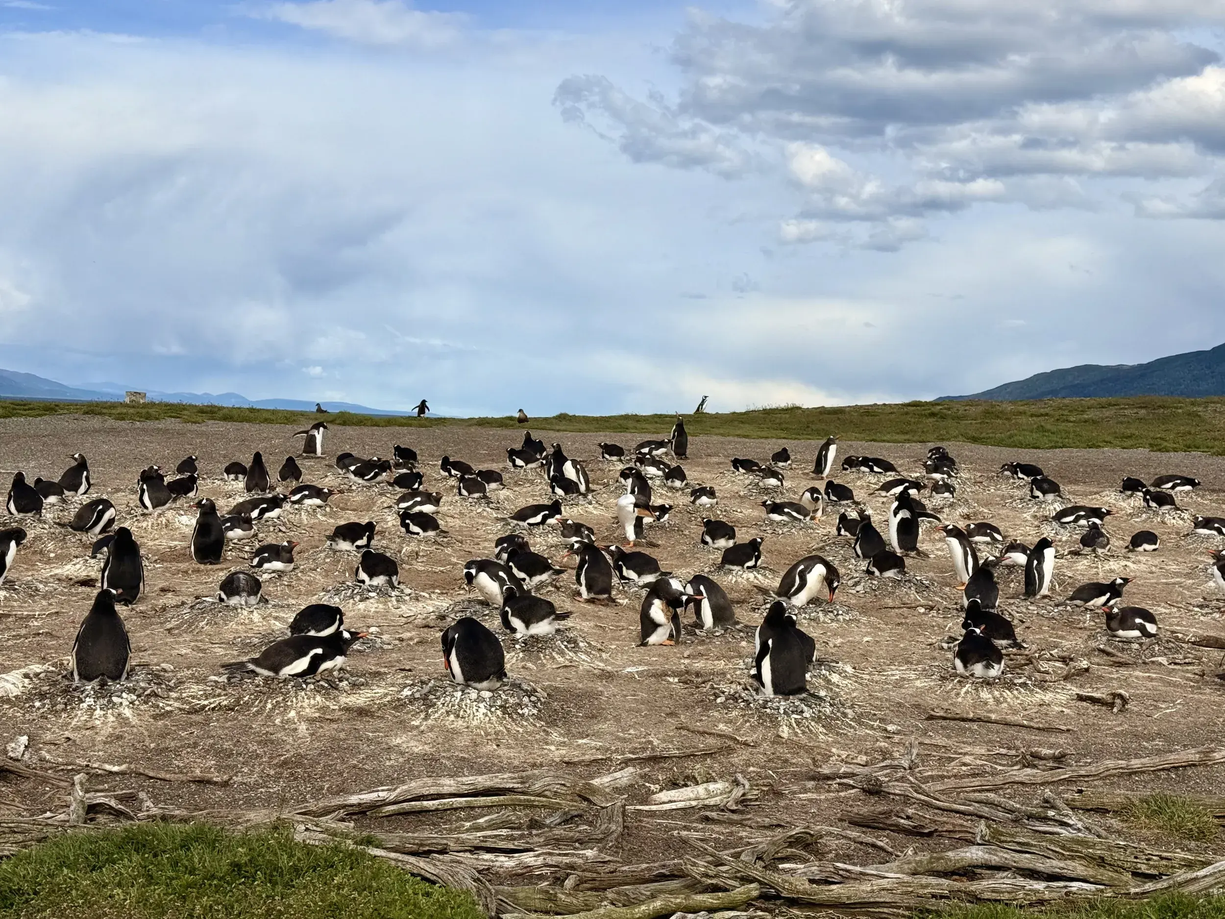 Große Kolonie brütender Magellan-Pinguine am Ufer des Beagle-Kanals auf der Isla Martillo in Feuerland, Patagonien.