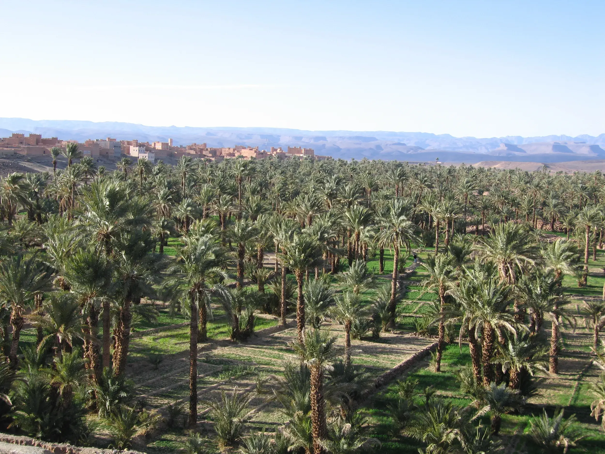 Panoramablick über den üppigen Palmenhain im Draa-Tal mit einer Lehm-Kasbah im Hintergrund und den Atlasbergen am Horizont.