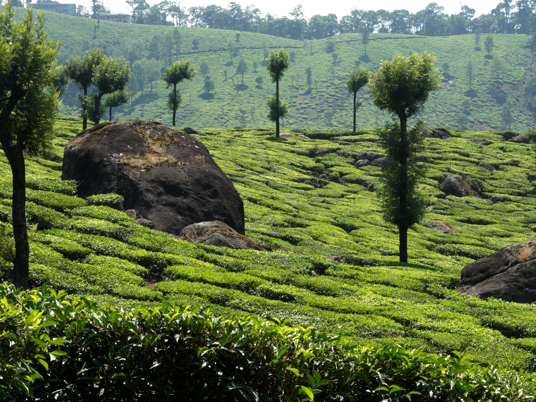 Studienreise Südindien: Üppige Teeplantagen an den Hängen der Westghats in Kerala mit verstreuten Granitfelsen.