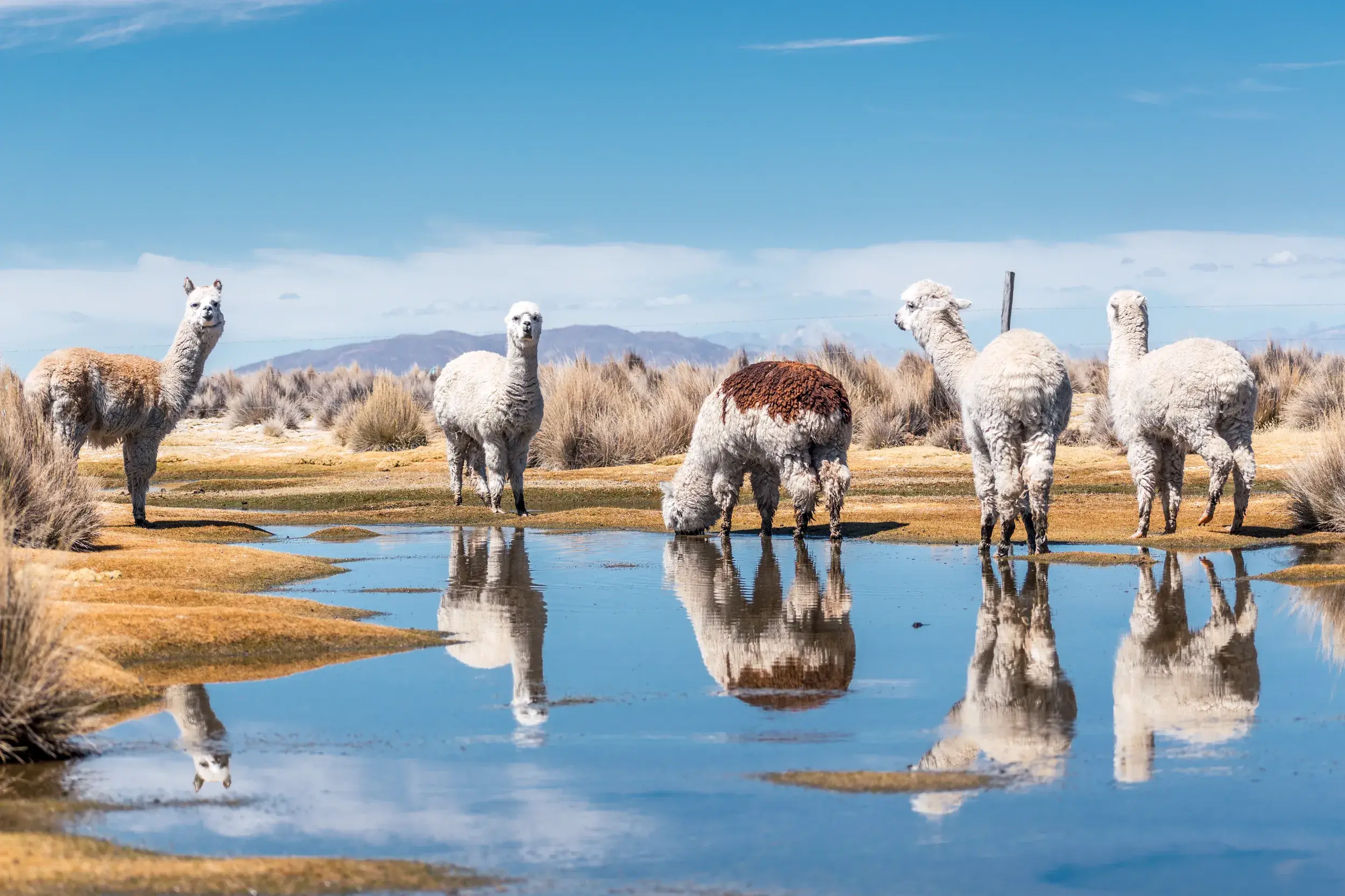 Kleine Herde Alpakas an einer Wasserstelle im weiten Andenhochland, deren Körper sich im klaren, blauen Wasser spiegeln.