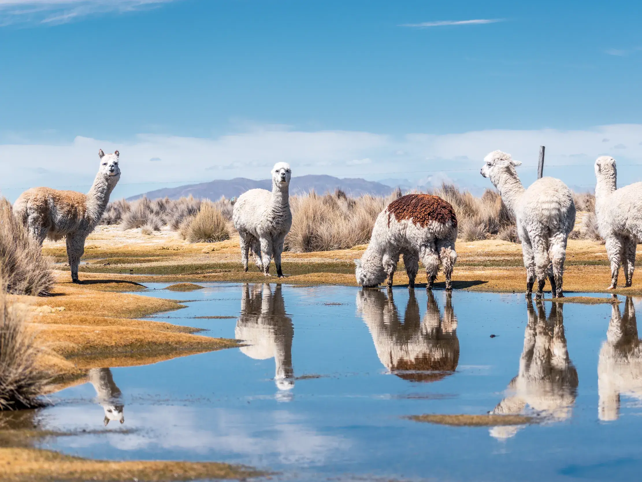 Eine Gruppe Alpakas an einem kleinen See im südamerikanischen Altiplano, ihre Körper spiegeln sich im ruhigen Wasser.