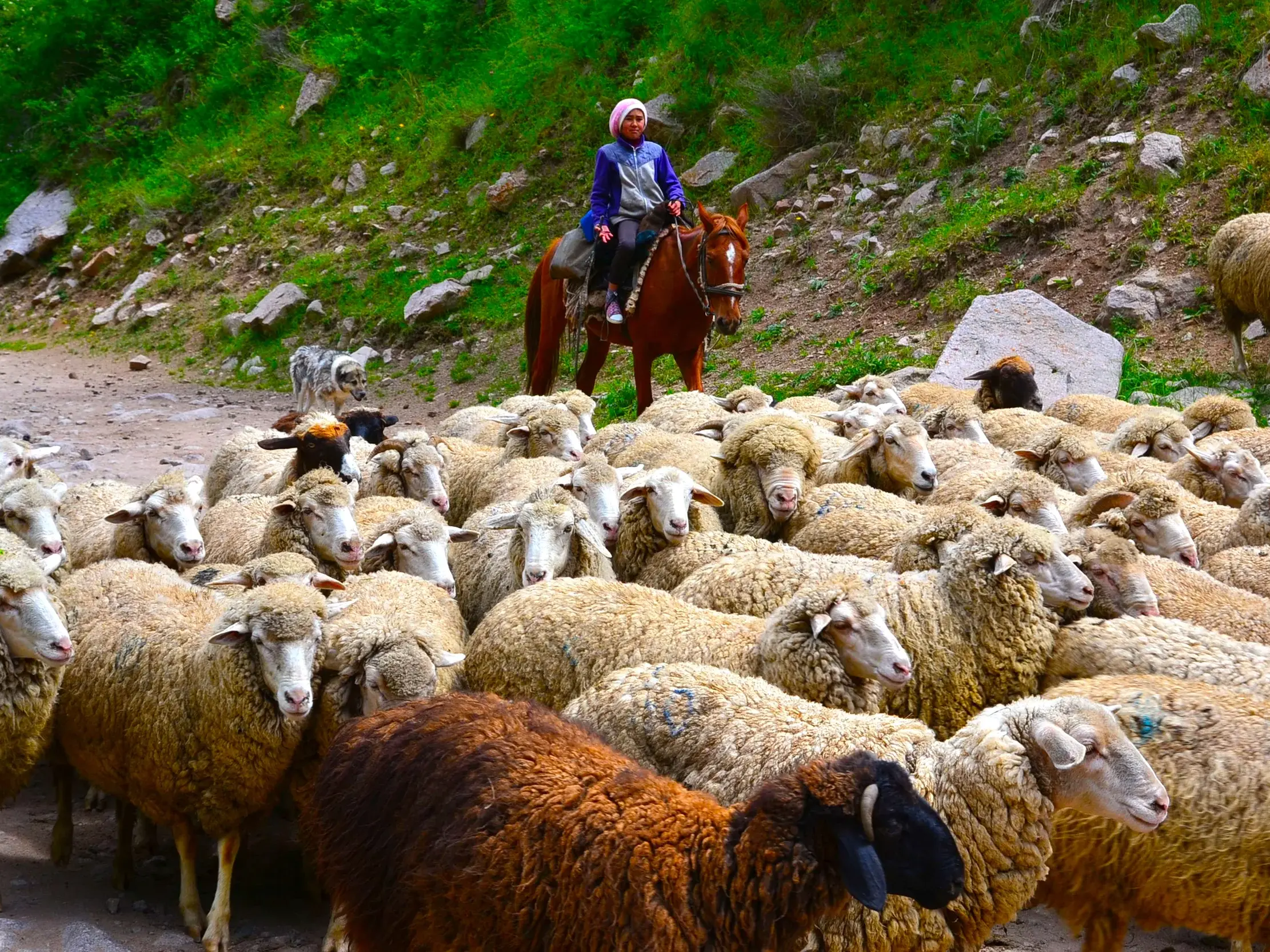 Ein Nomade auf einem Pferd treibt eine dichte Schafherde durch ein grünes, felsiges Gebirgstal in Kirgistan.