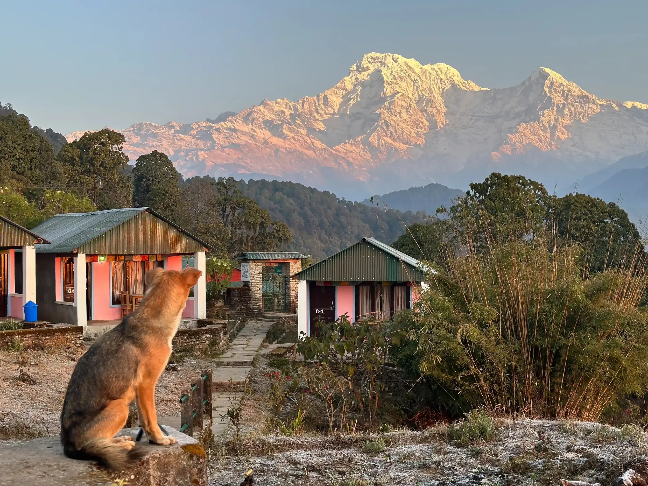 Ein Hund sitzt vor Lodges im Australian Camp und blickt auf das im Morgenlicht leuchtende Annapurna-Massiv in Nepal.