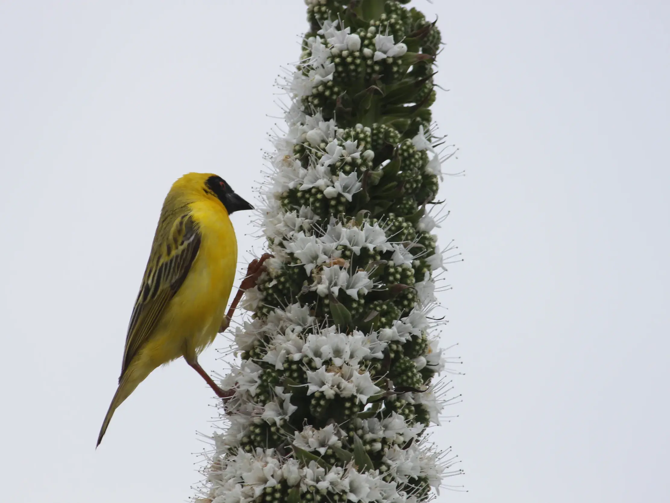 Leuchtend gelber Maskenwebervogel bei der Nahrungssuche an einem hohen, weiß blühenden Blütenstand in der Savanne Namibias.