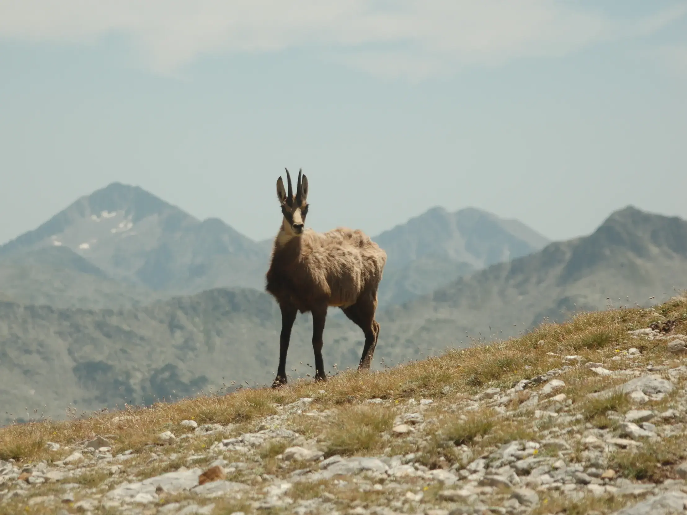 Eine Gämse beobachtet Wanderer von einem steinigen Bergrücken im bulgarischen Pirin-Gebirge bei einer Trekking-Tour.