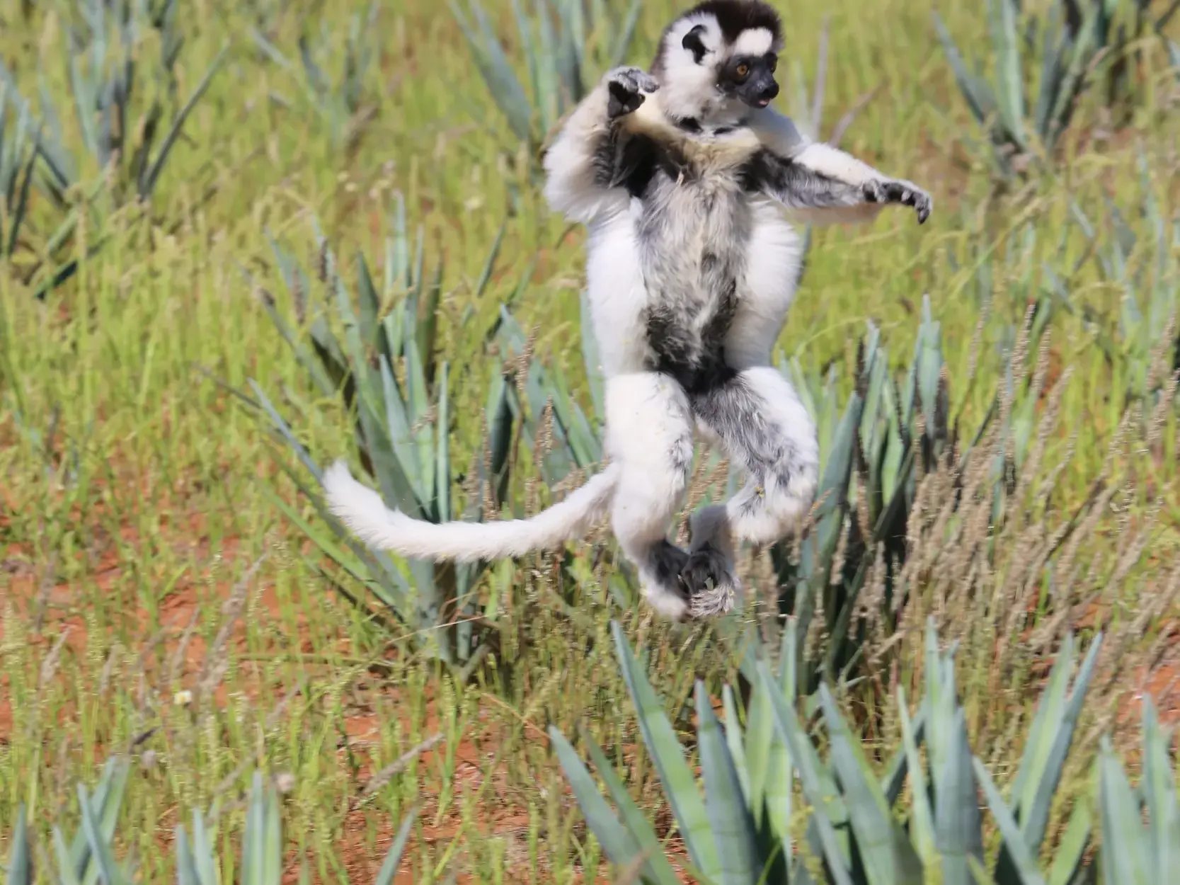 Ein endemischer Sifaka Lemur tanzt seitwärts über den roten Boden der Savanne Madagaskars zwischen grünen Pflanzen.
