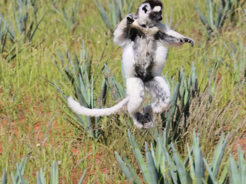 Ein endemischer Sifaka Lemur tanzt seitwärts über den roten Boden der Savanne Madagaskars zwischen grünen Pflanzen.