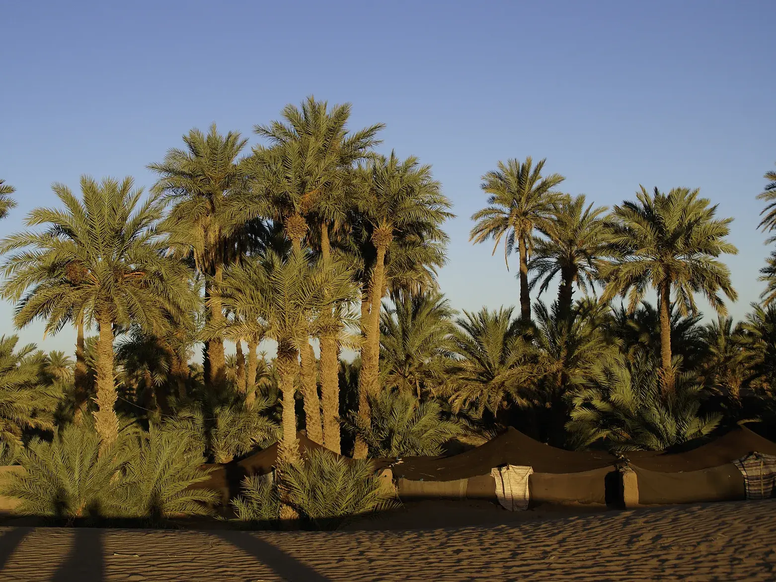 Abendstimmung im Wüstencamp: Zelte am Rande einer Palmenoase beim Kamel-Trekking in der marokkanischen Sahara.