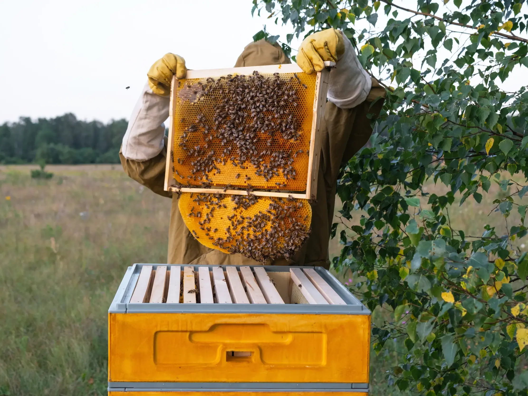 Eine Imkerin in Schutzkleidung präsentiert auf einer Studiosus Studienreise auf Sardinien eine Wabe voller Bienen und Honig.