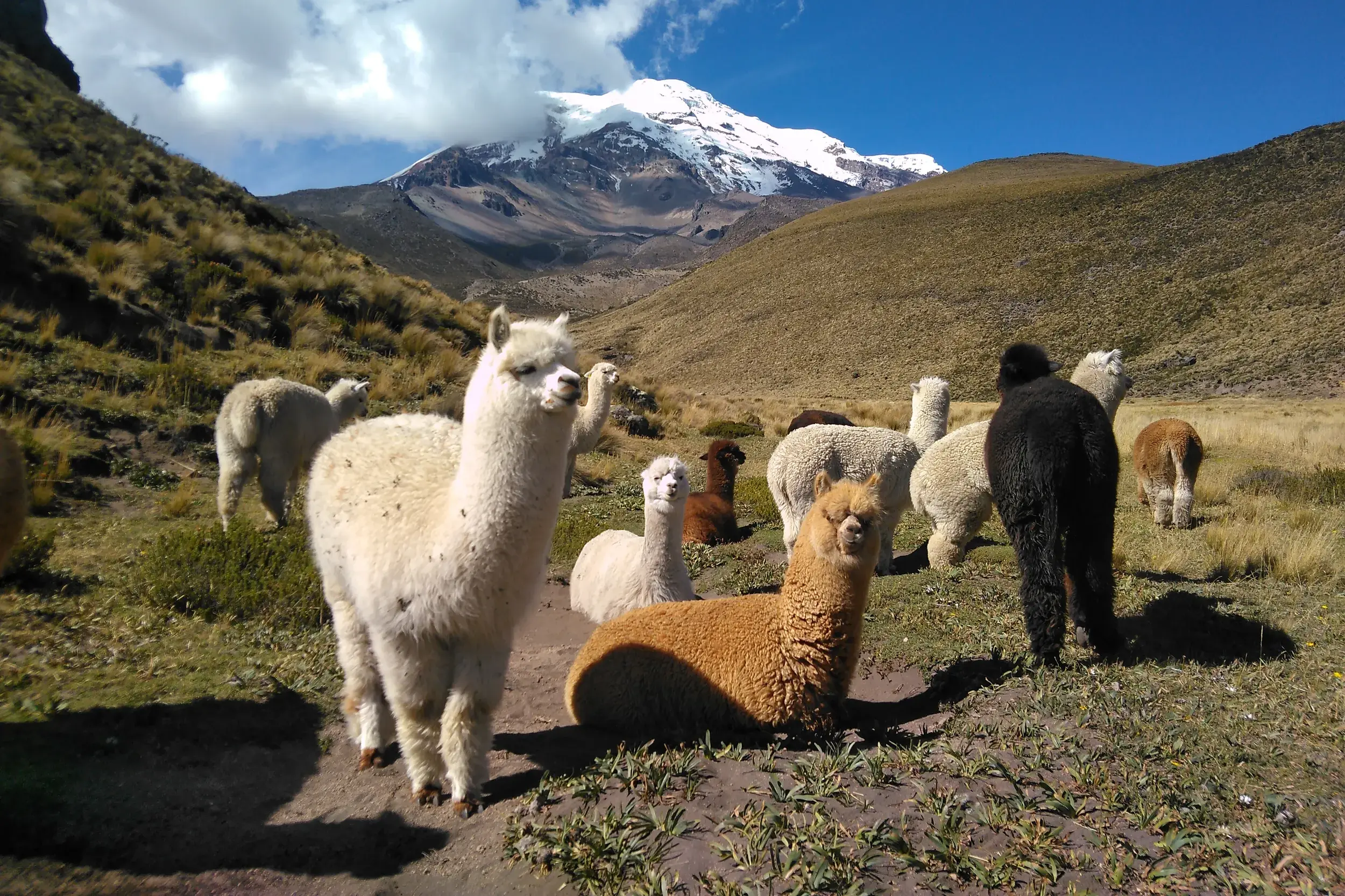 Eine Herde weißer und brauner Alpakas auf einer Weide im Abraspungotal vor dem schneebedeckten Gipfel des Chimborazo.