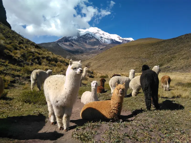 Eine Herde weißer und brauner Alpakas auf einer Weide im Abraspungotal vor dem schneebedeckten Gipfel des Chimborazo.