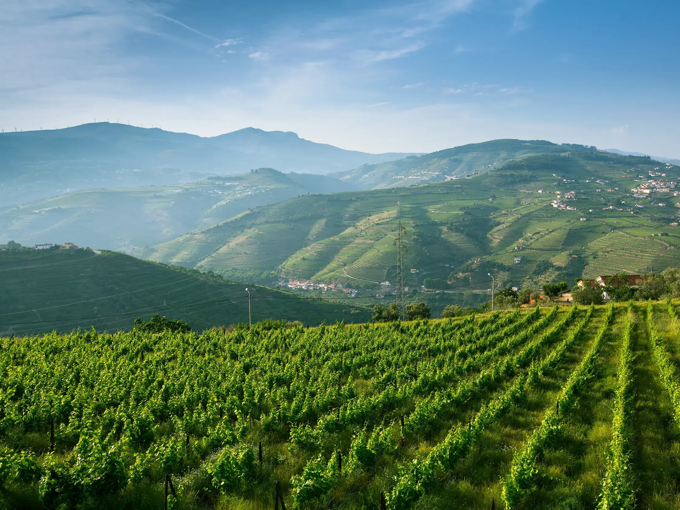 Sonniger Panoramablick über die grünen, terrassierten Weinberge mit Portweinreben im portugiesischen Dourotal.